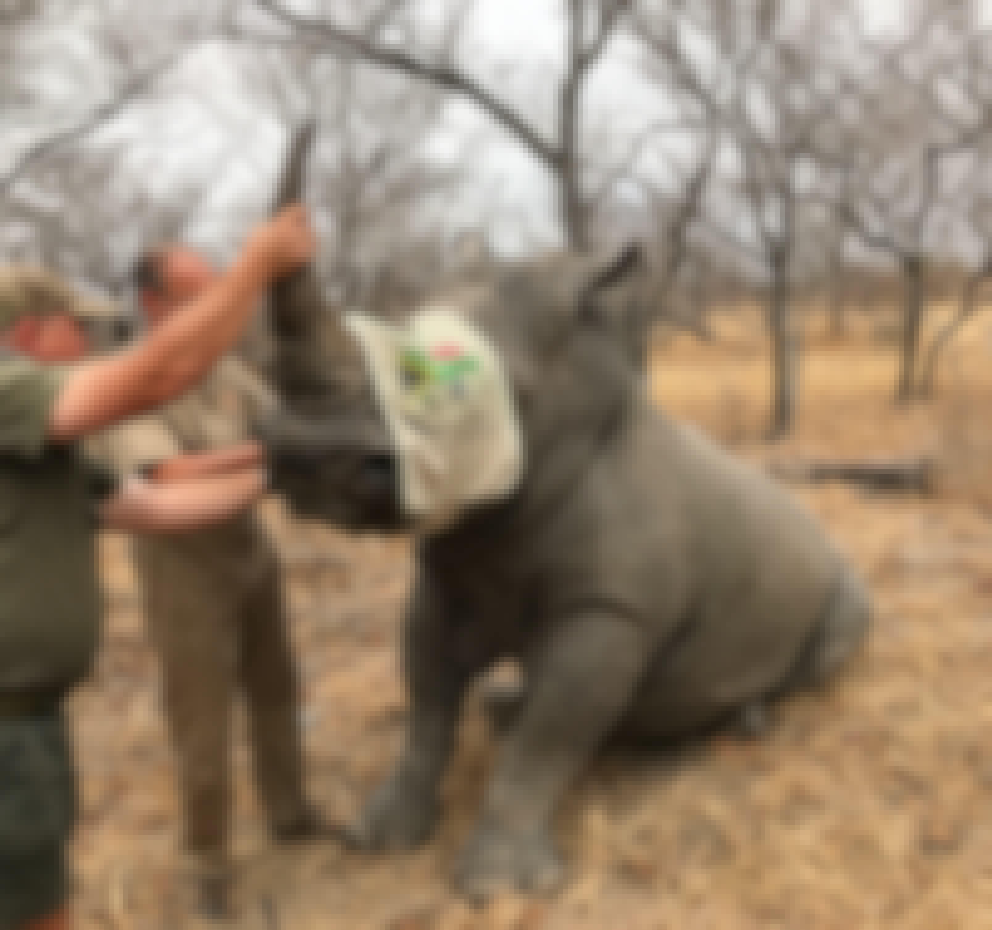 Rhino - Anja Sutton
