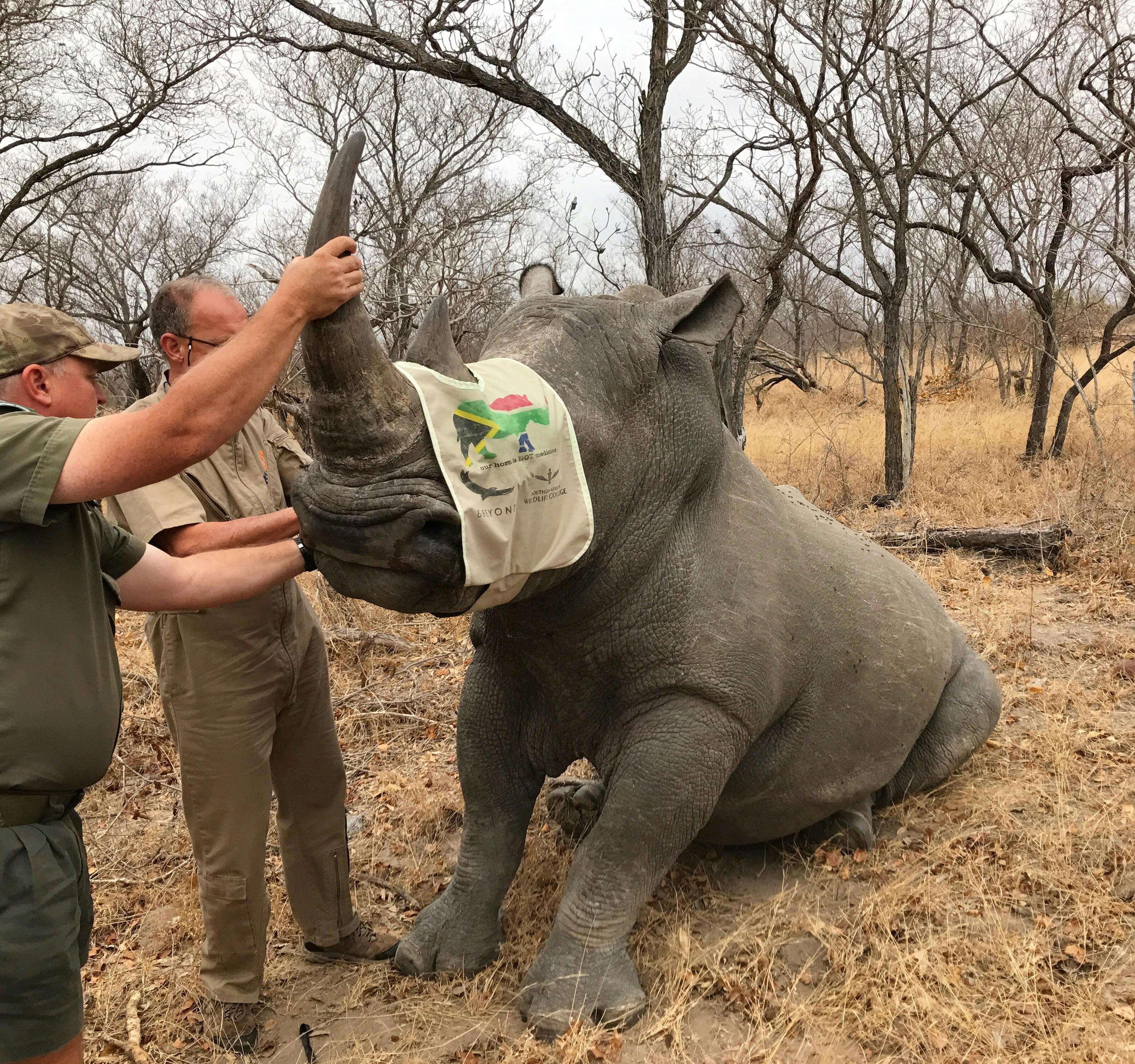 Rhino - Anja Sutton