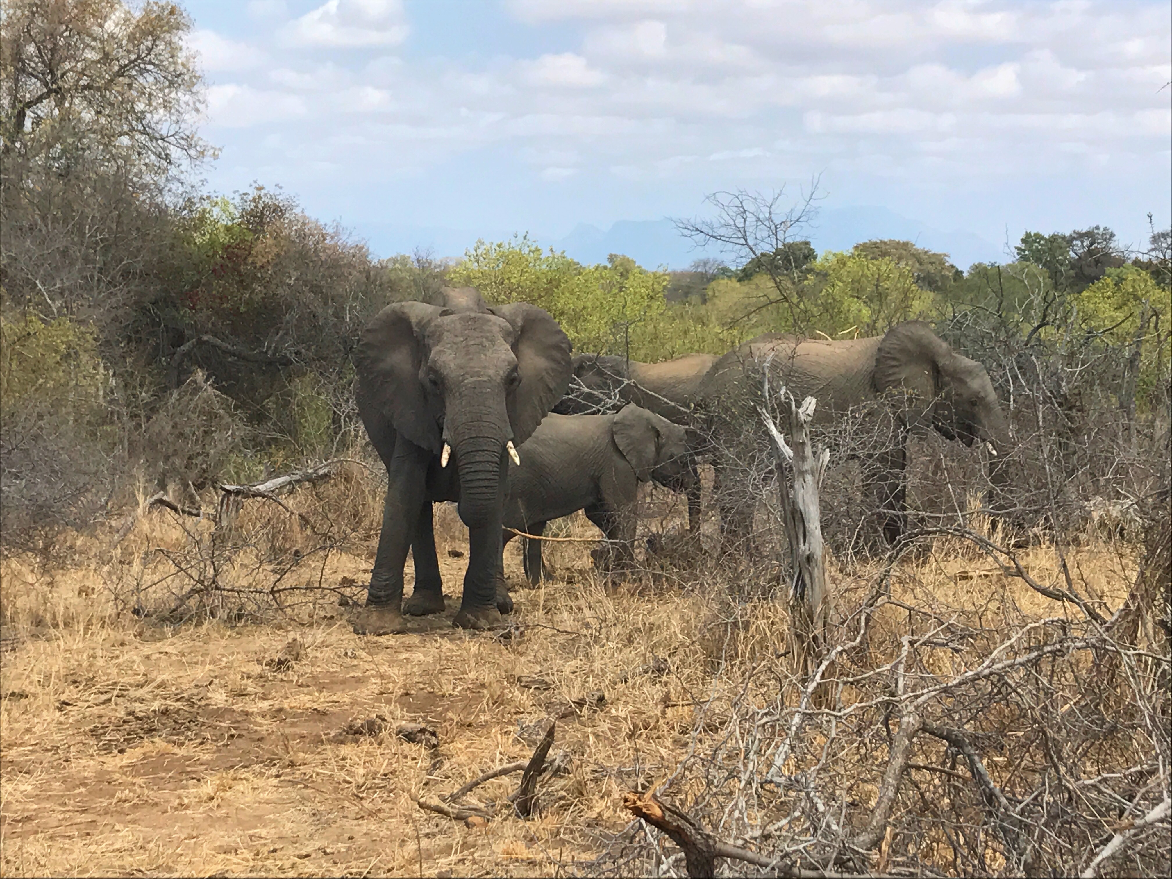 Elephants - Anja Sutton