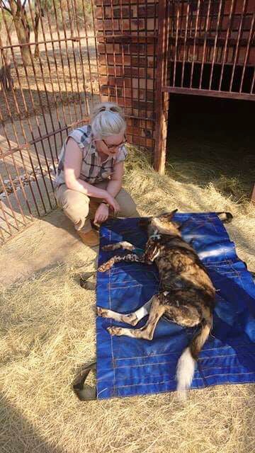 Anja Sutton with an injured wild dog