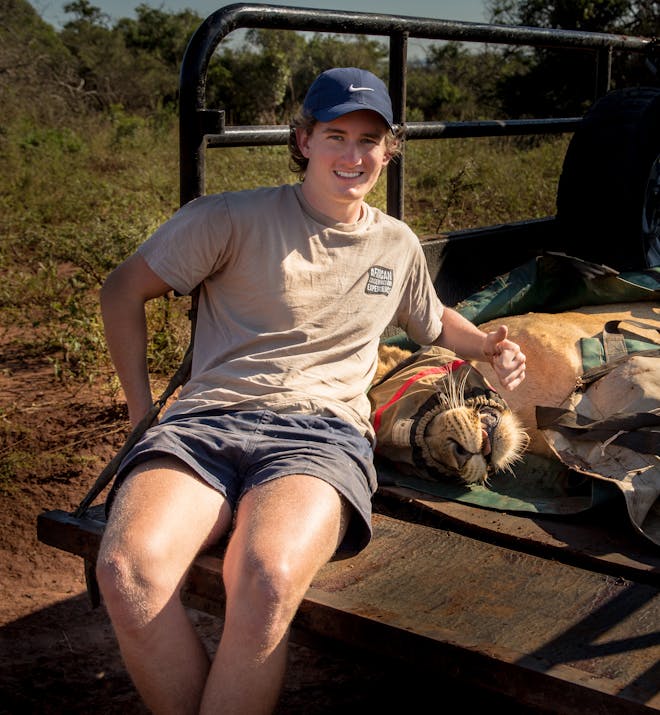 Connor McLeod with two sedated lions at Phinda