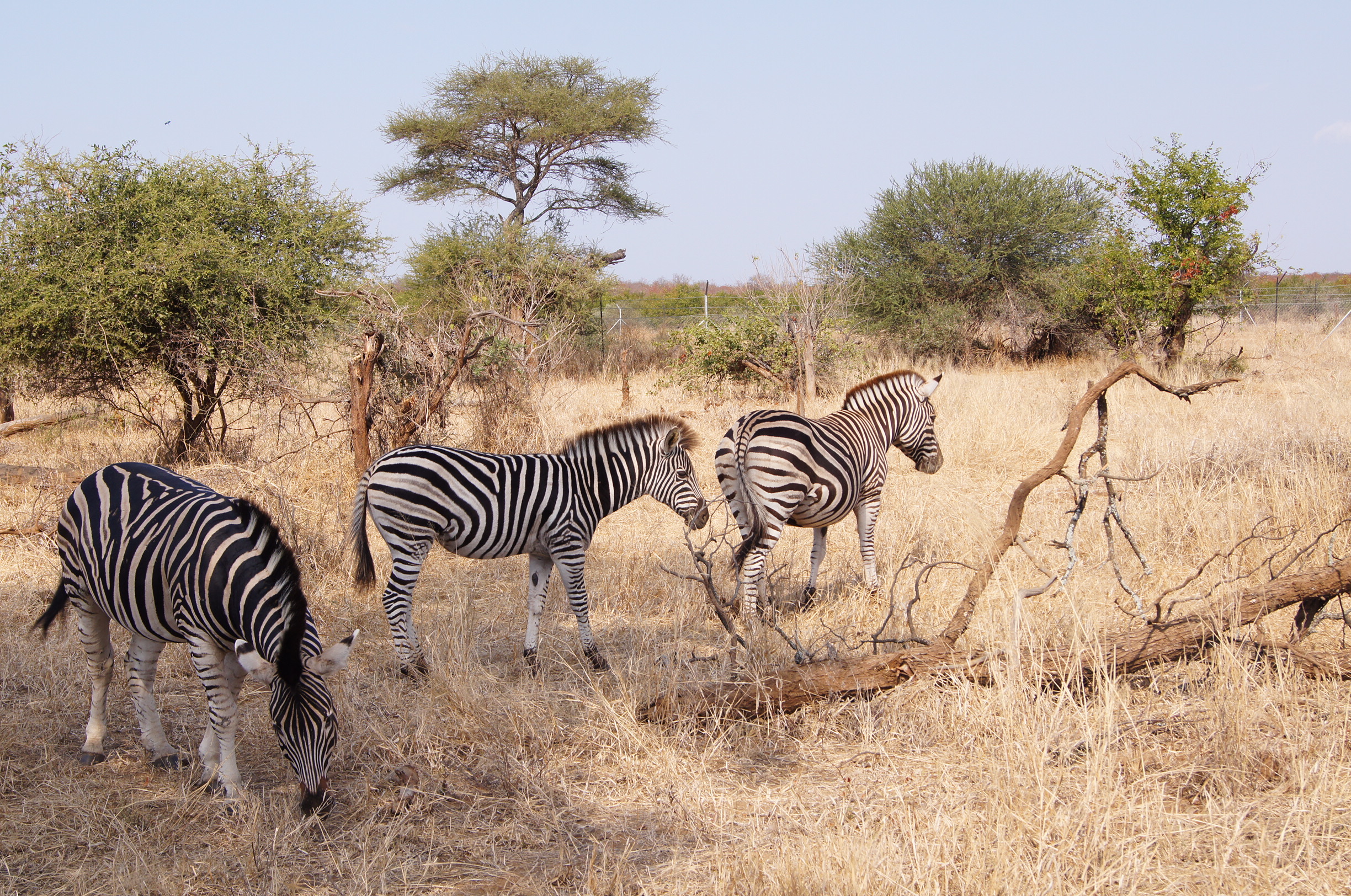 Amanda Barbosa Review Photo