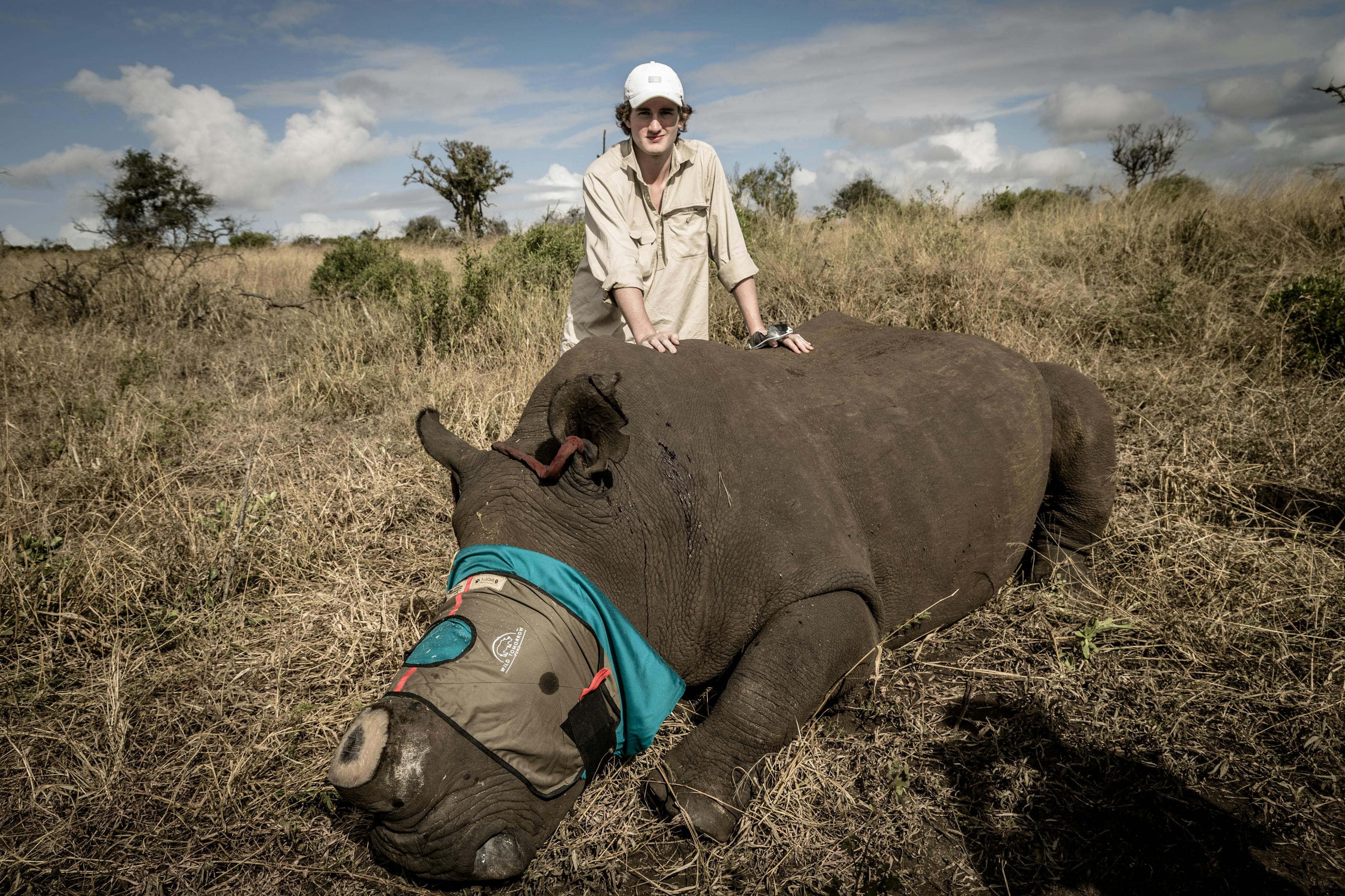 Connor McLead with a sedated Rhino at Phinda