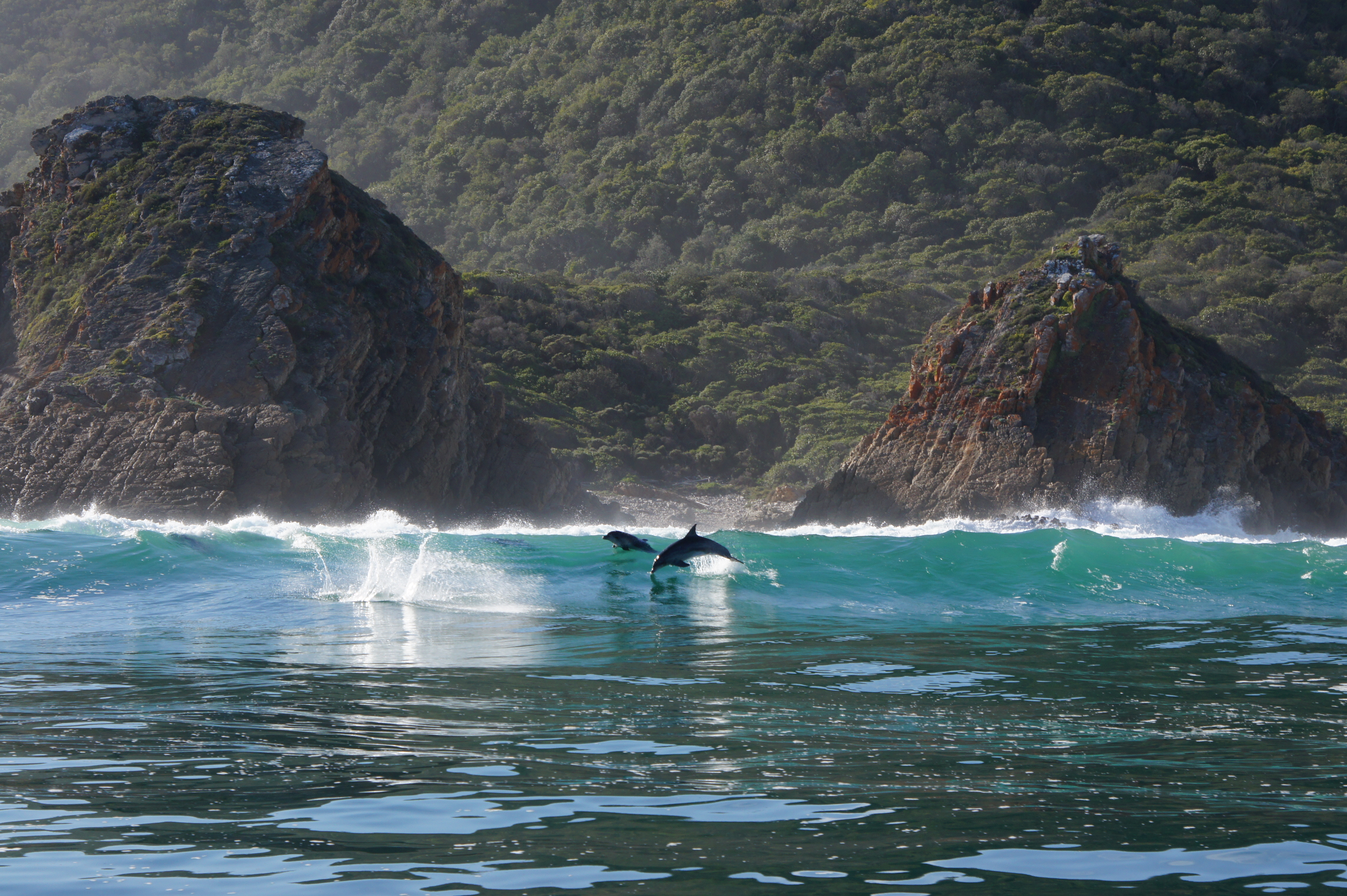 Marine conservation volunteering - Marine Conservation - Coastal Conservation Project - dolphins jumping in the waves
