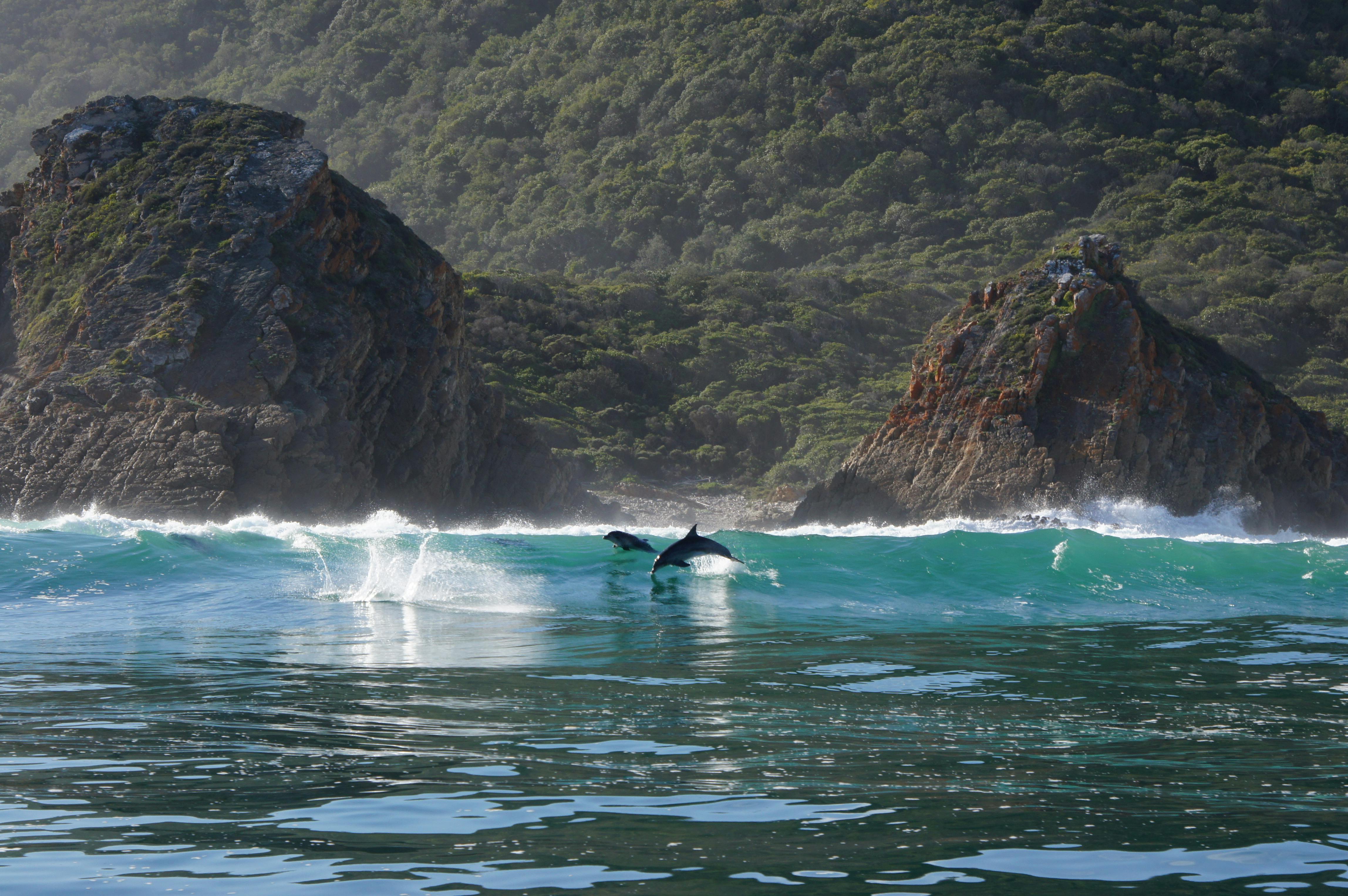 Dolphins breaching in front of waves and mountans