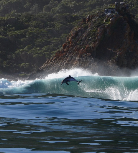 Dolphin jumping through the waves
