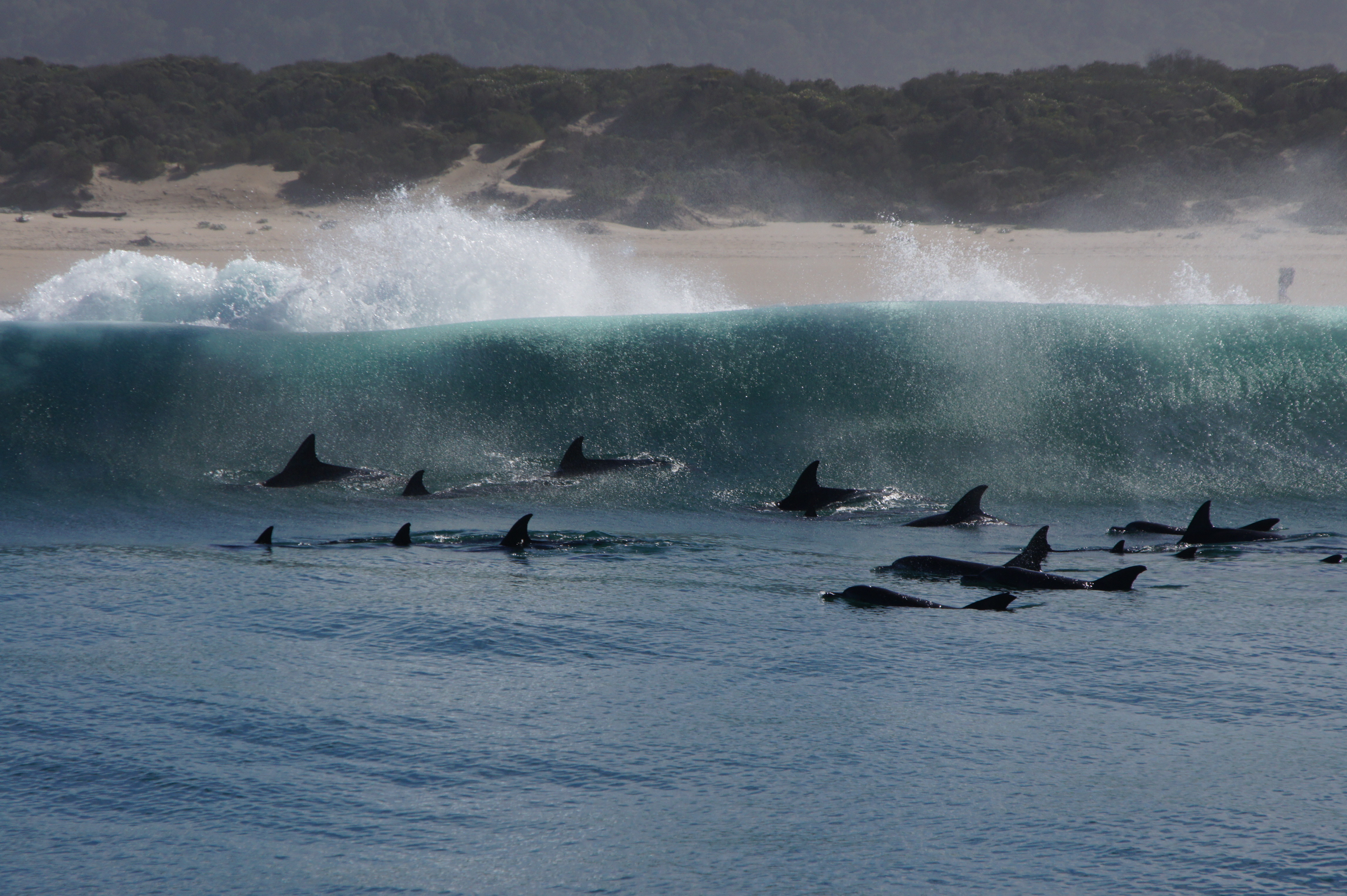 A pod of dolphins amongst large waves