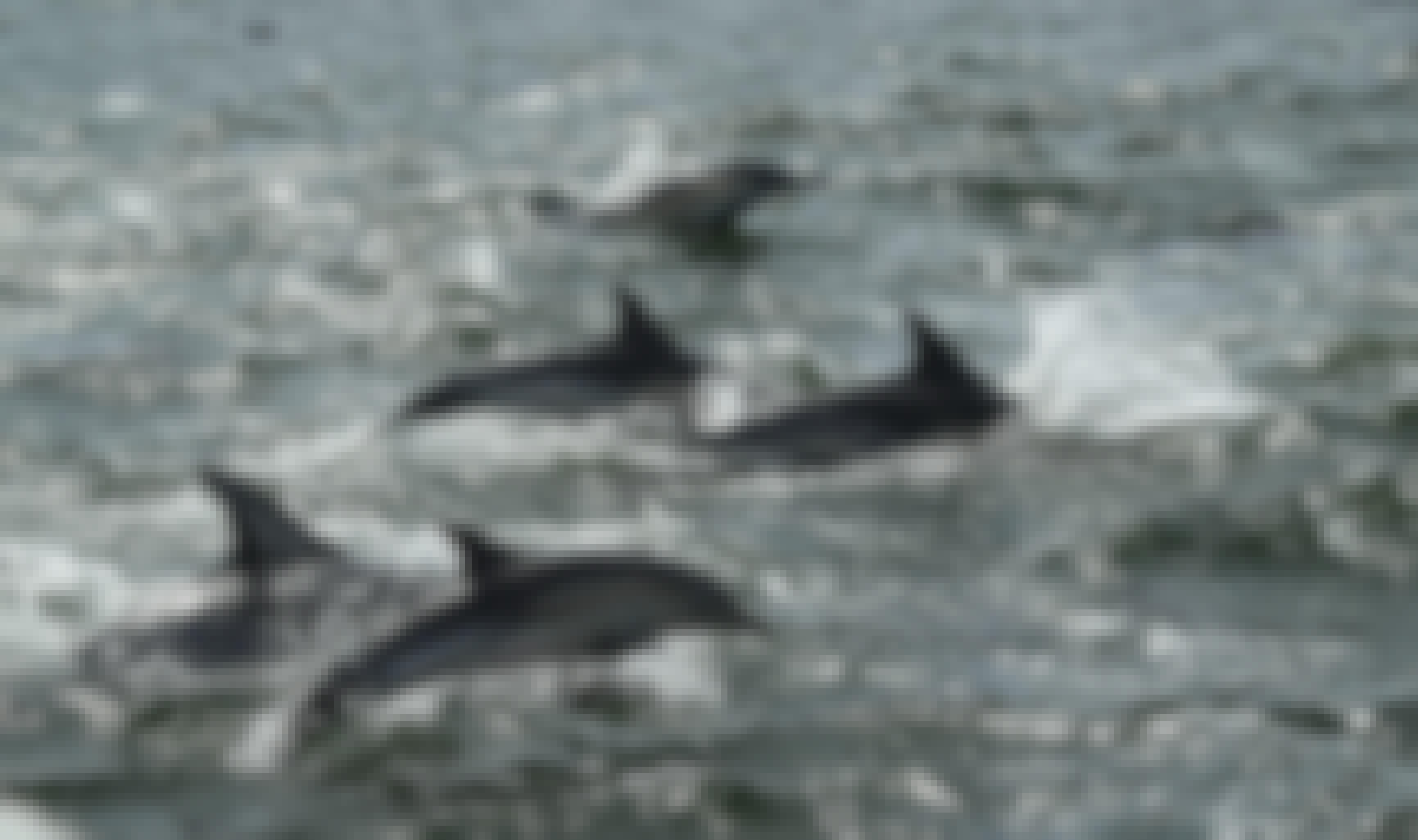 A pod of dolphins