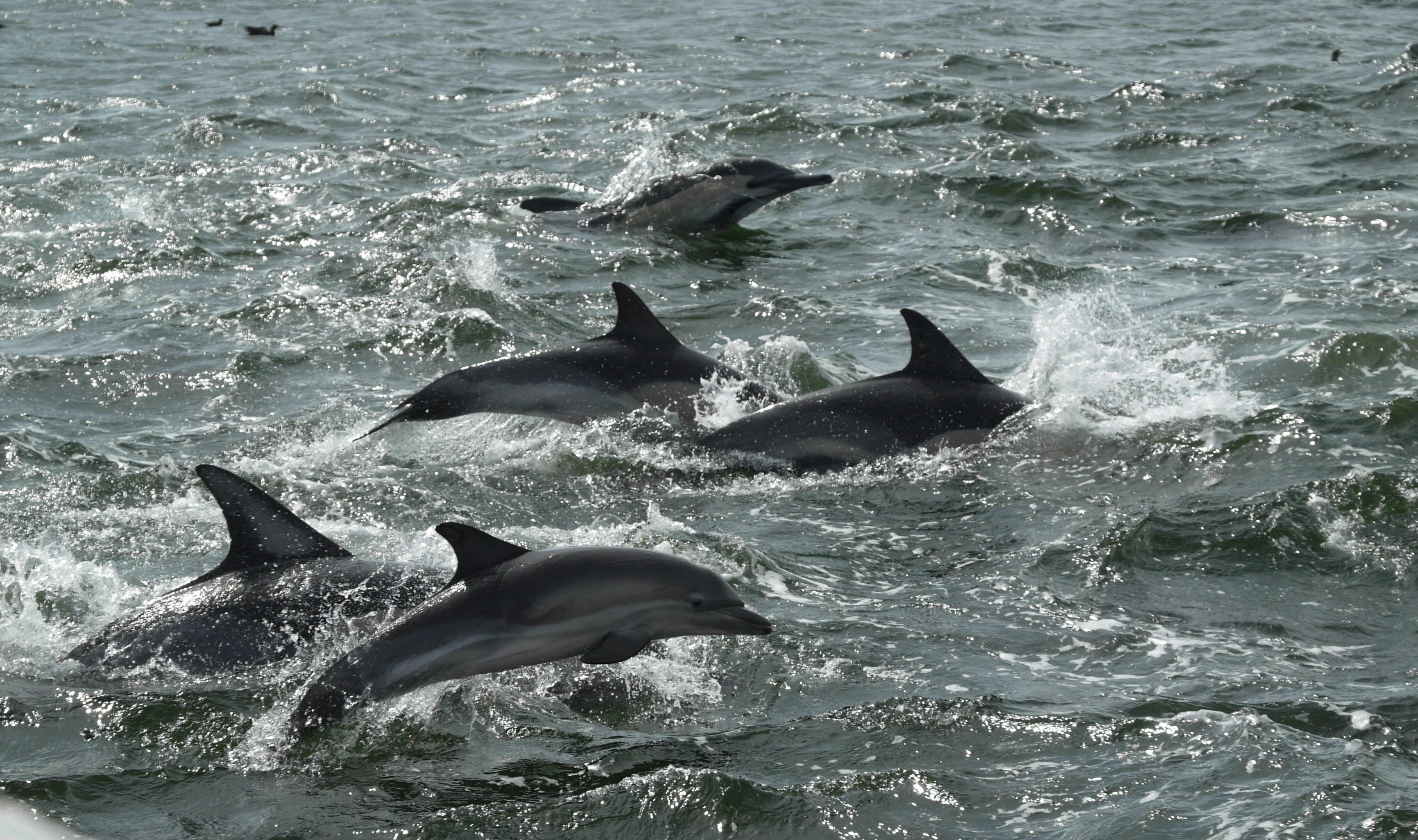 A pod of dolphins