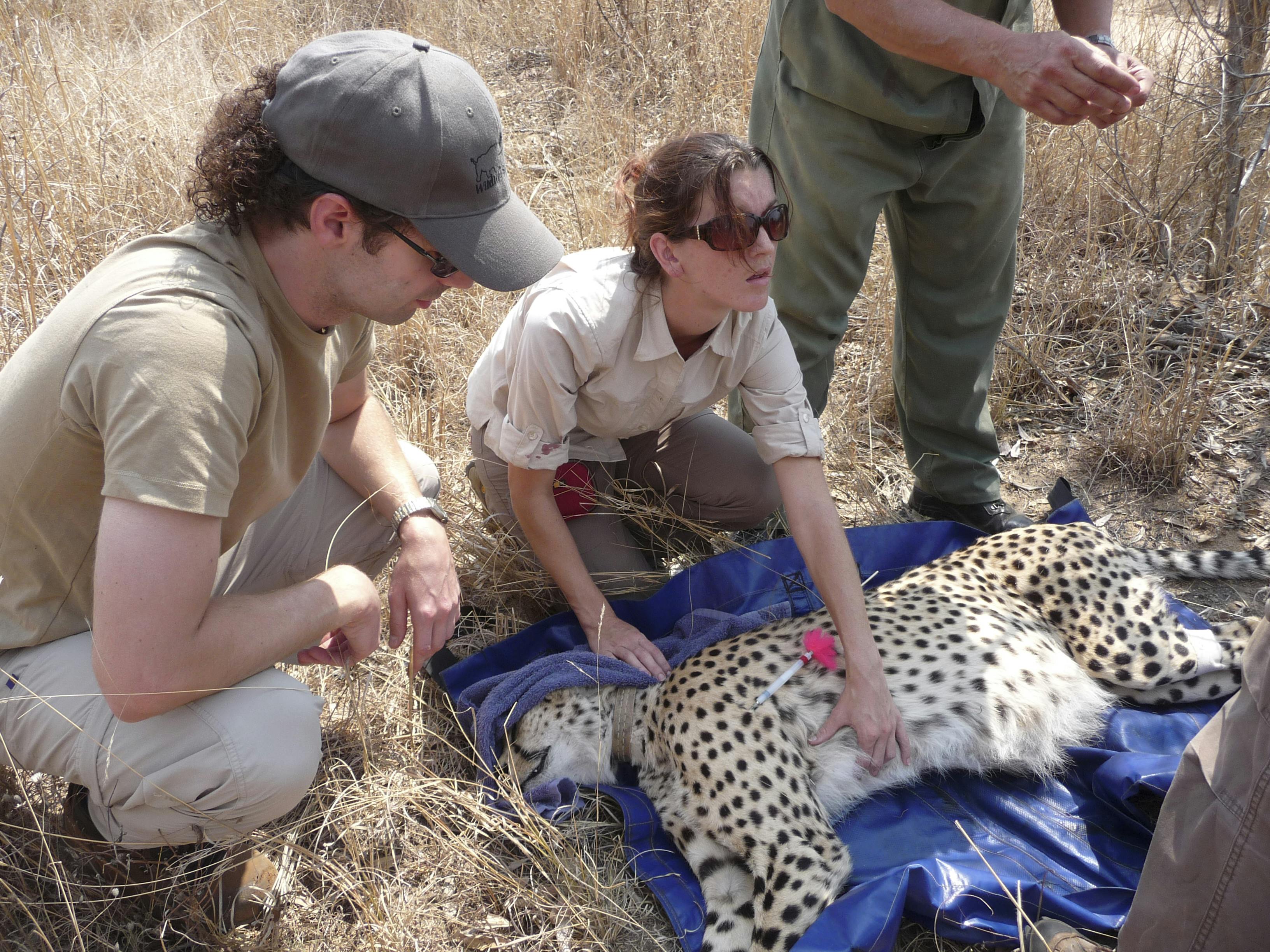 Shimongwe vet working with sedated cheetah
