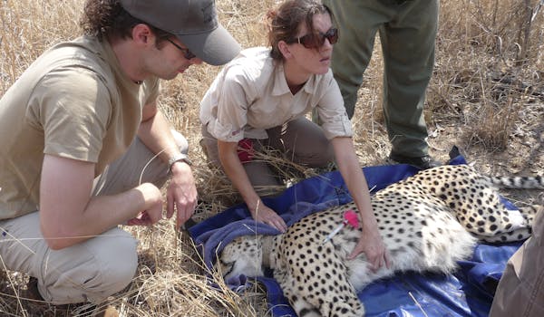 Shimongwe vet working with sedated cheetah