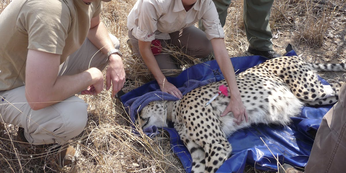 Shimongwe vet working with sedated cheetah