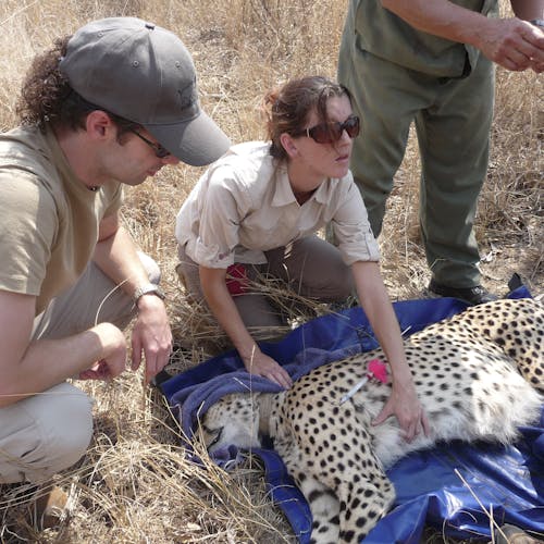 Shimongwe vet working with sedated cheetah