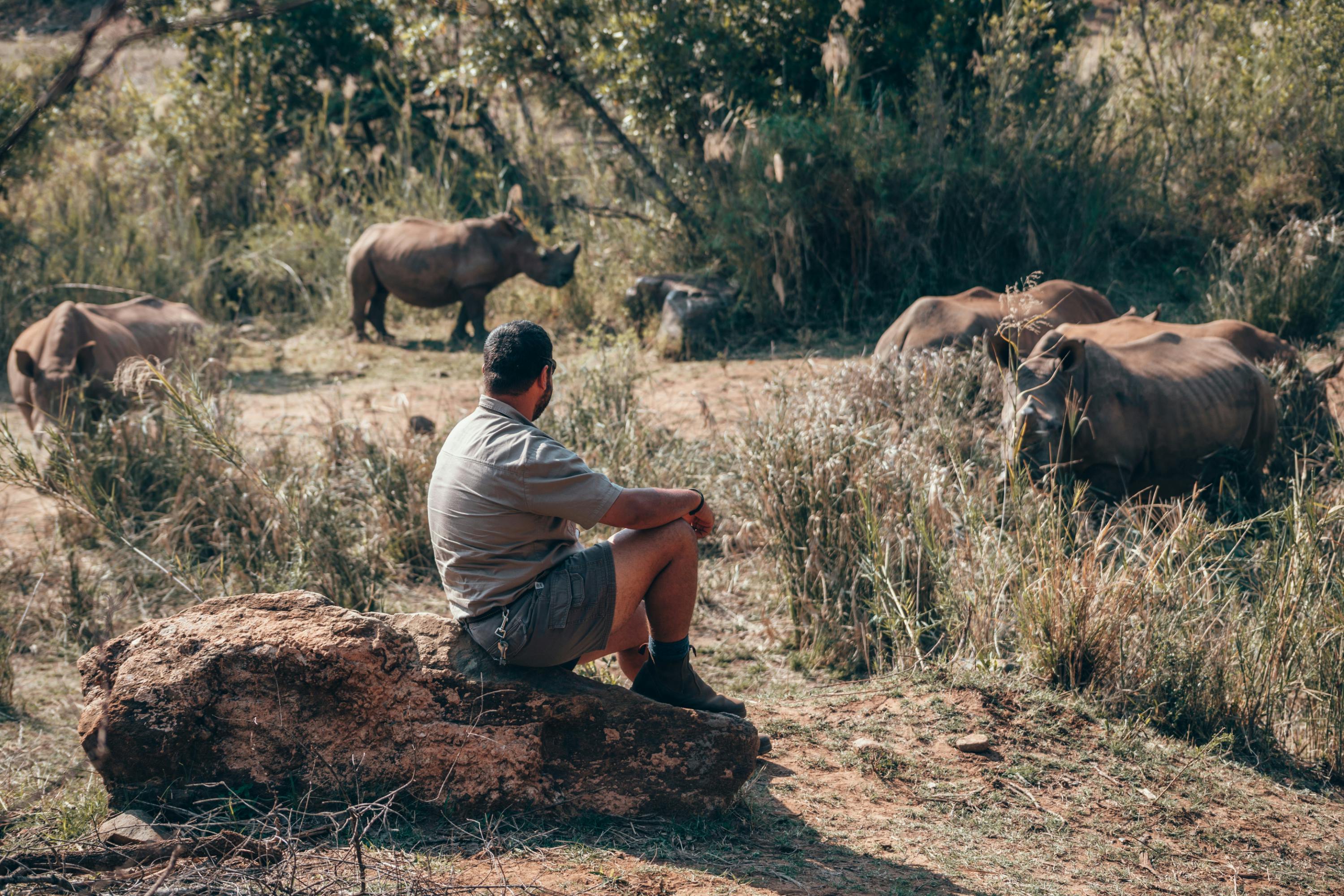 A man sitting on a rock observing Rhino in the wild