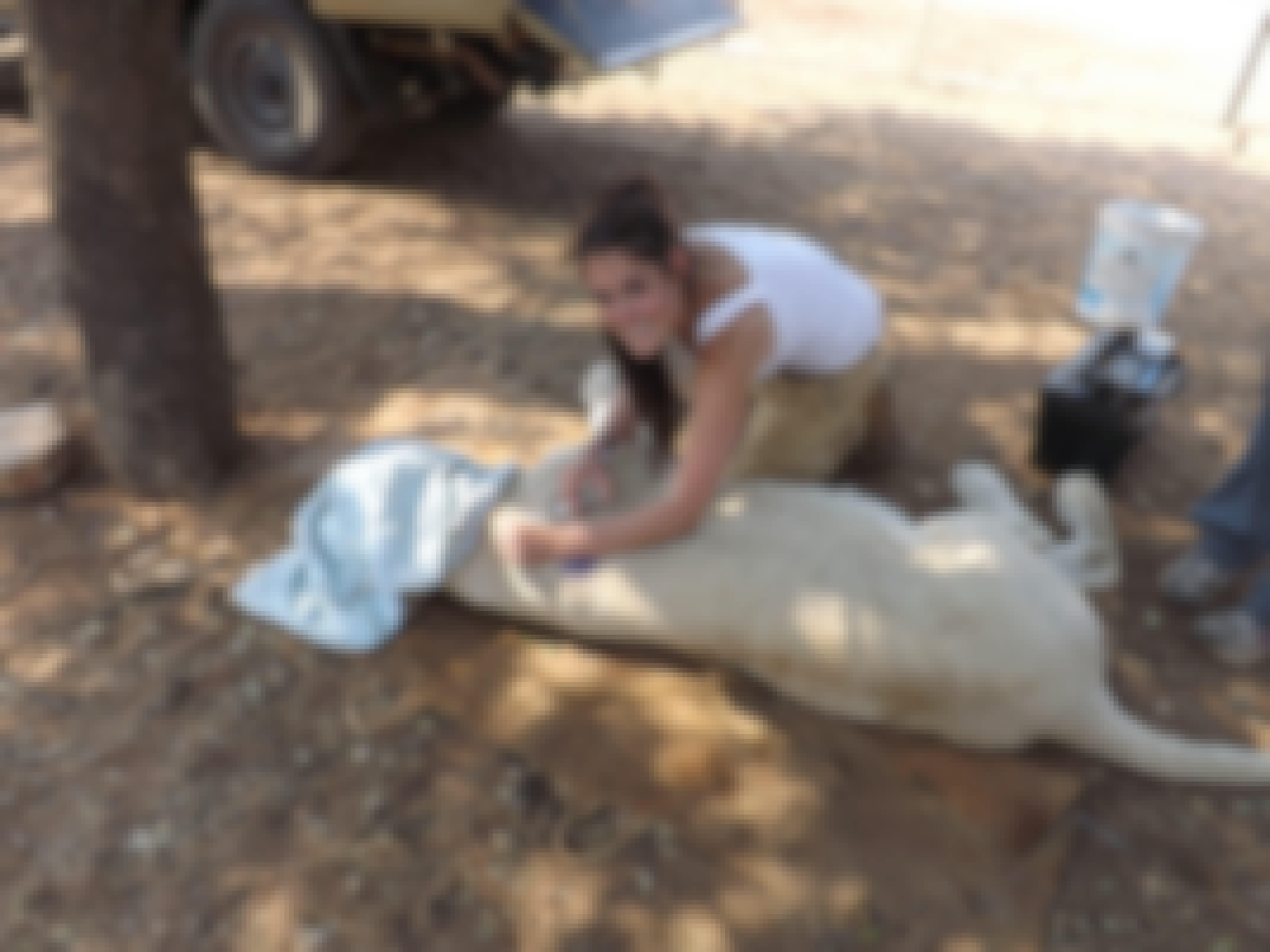 Shimongwe veterinary student working on a sedated lion