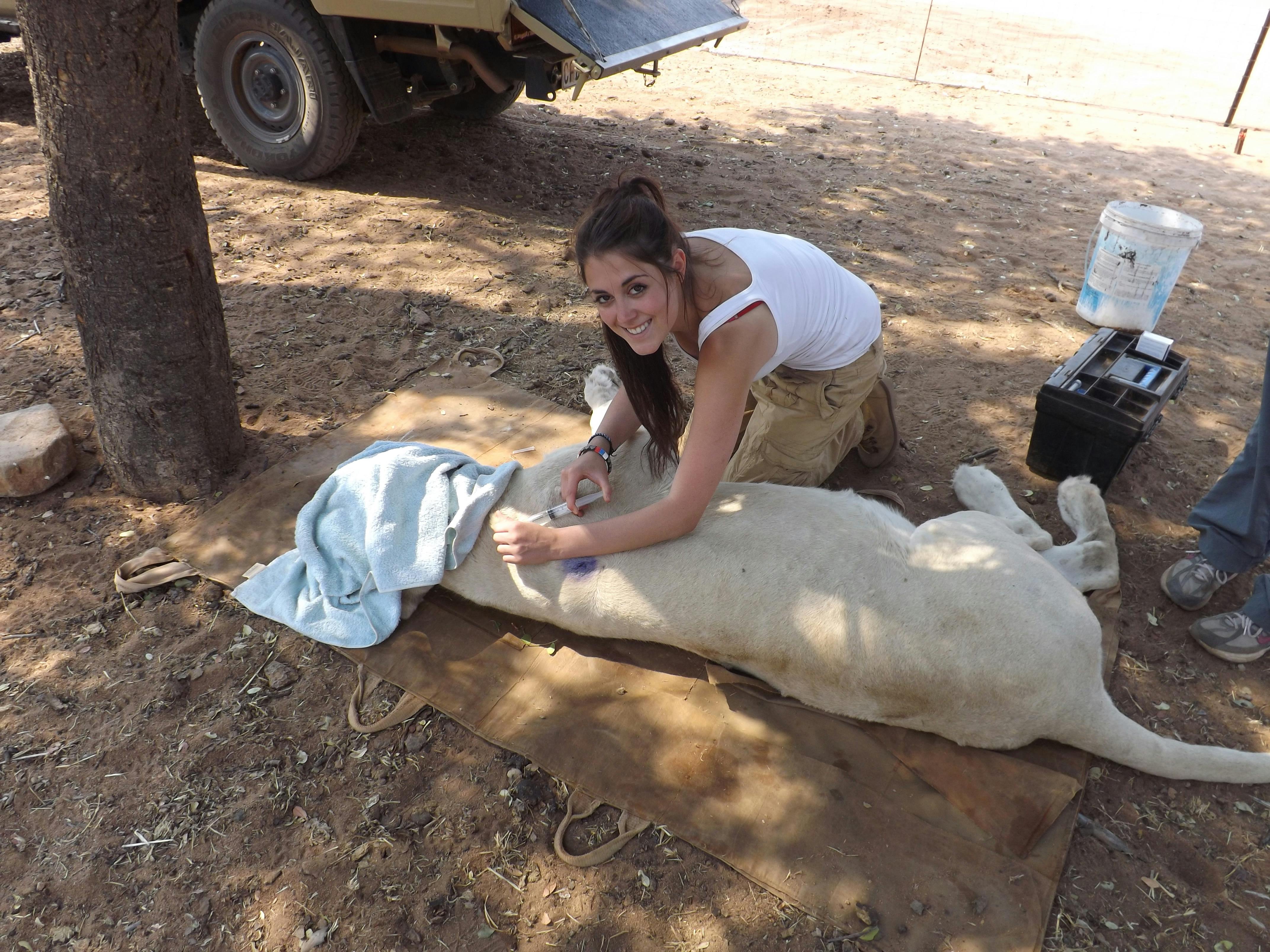Shimongwe veterinary student working on a sedated lion