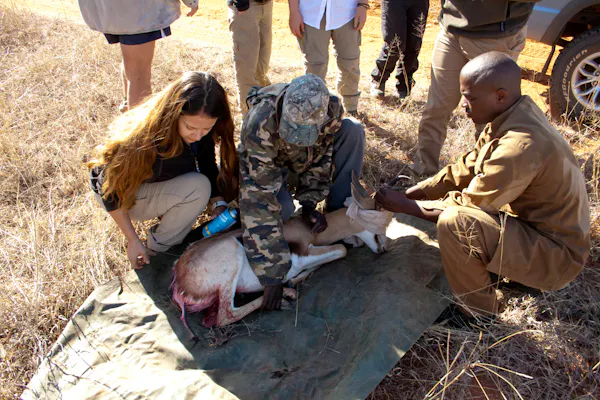 Veterinary students on the Shimongwe veterinary experience attend an injured antelope