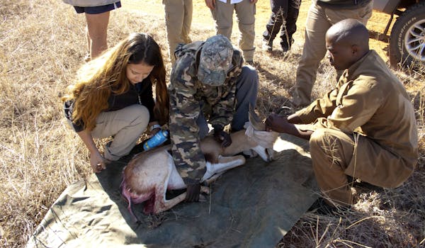 Veterinary students on the Shimongwe veterinary experience attend an injured antelope