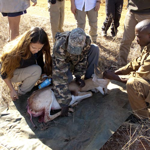 Veterinary students on the Shimongwe veterinary experience attend an injured antelope