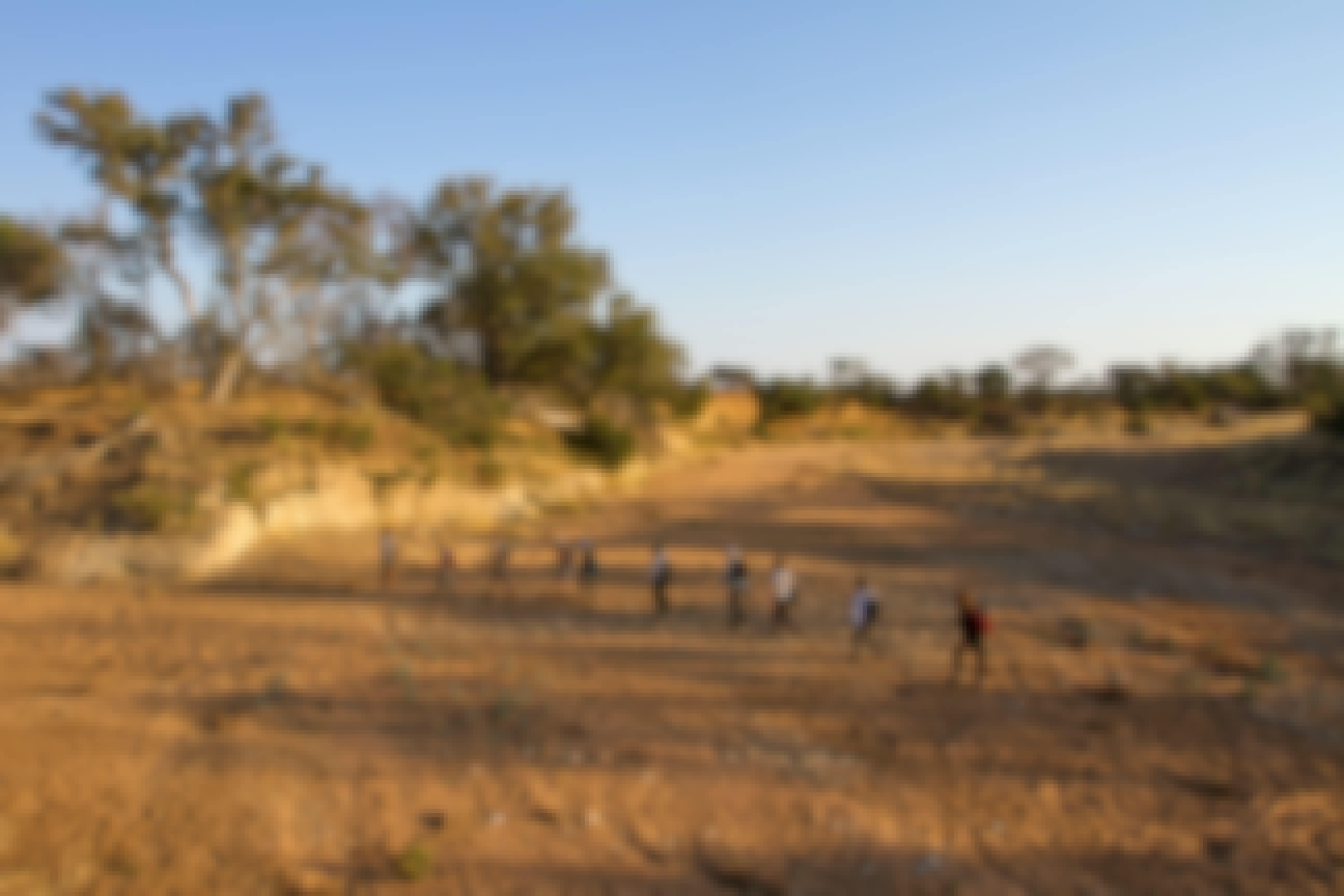 A university group hiking through the African bush on the Rhino Focus Course