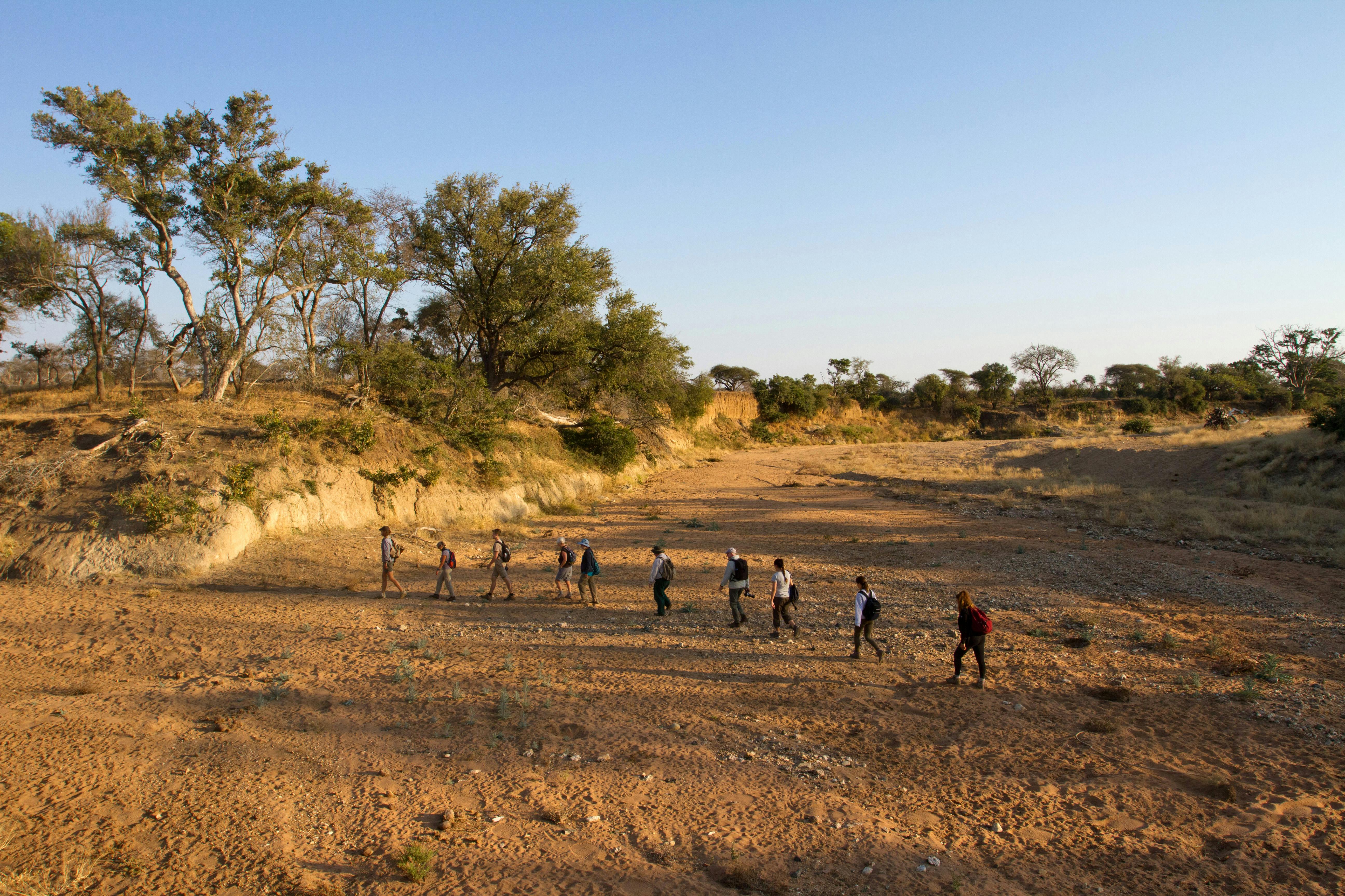 A university group hiking through the African bush on the Rhino Focus Course