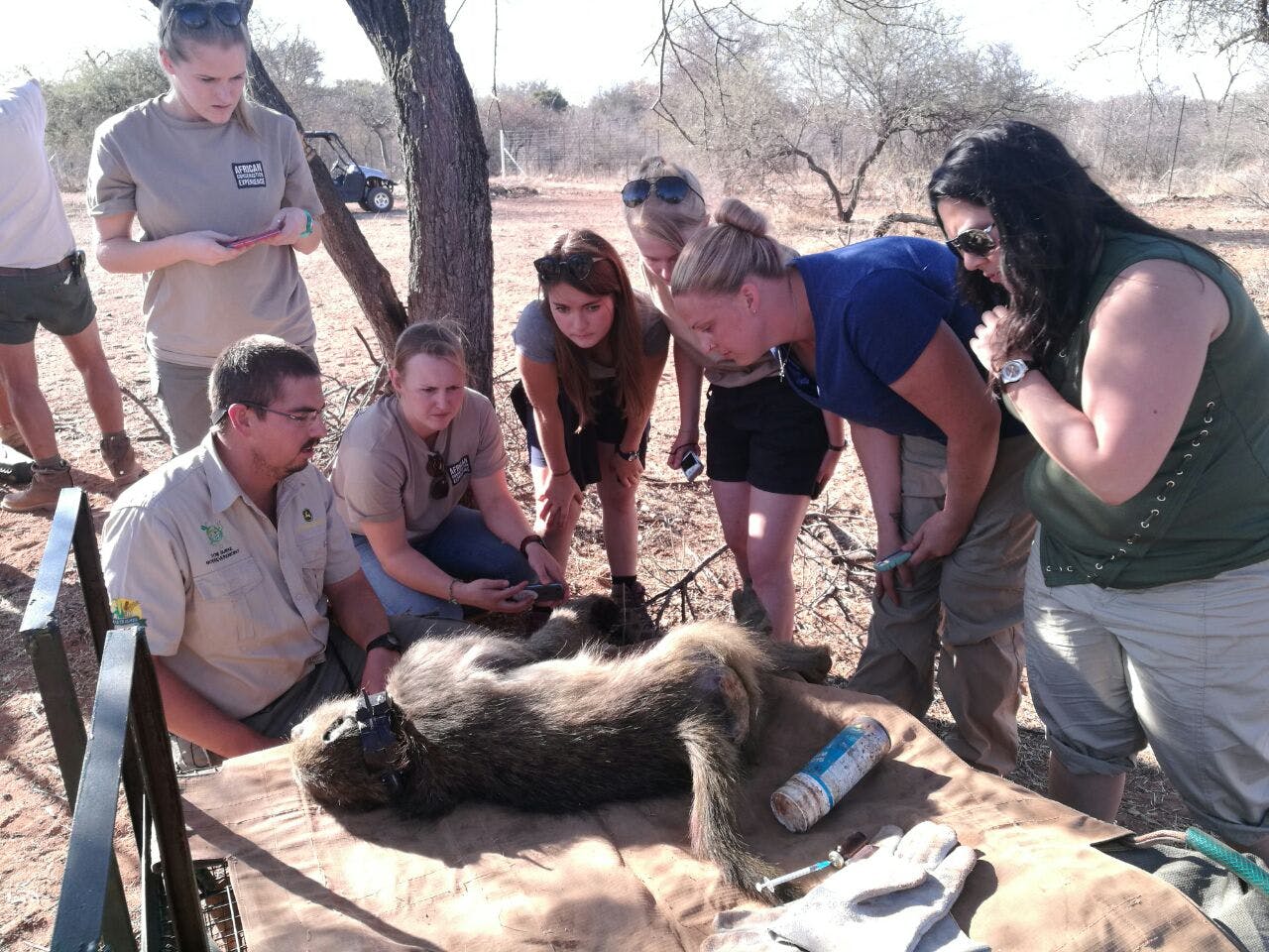 A group of ACE students with Dr Grobbler surround a sedated monkey for monitoring