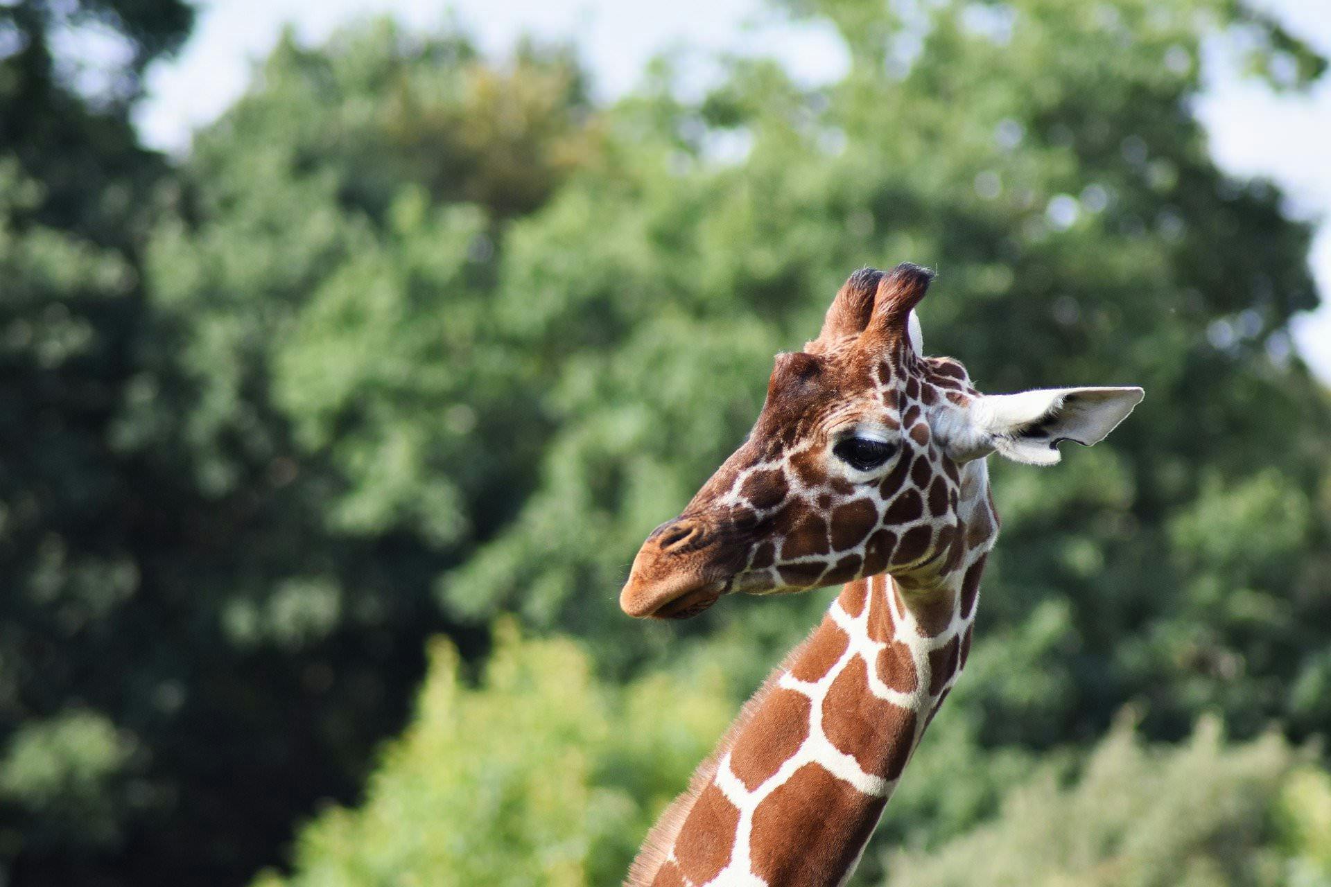 Giraffe "Horns"