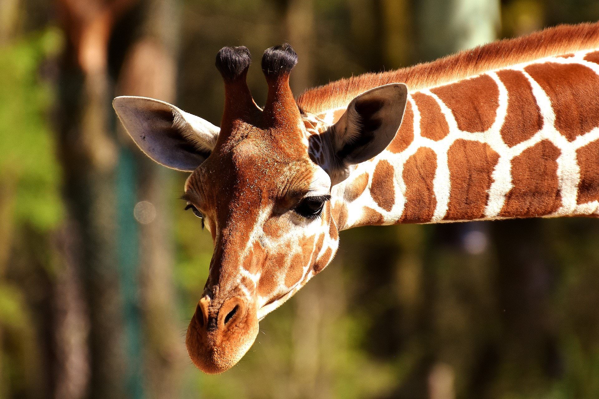 Giraffe head and neck in sharp focus