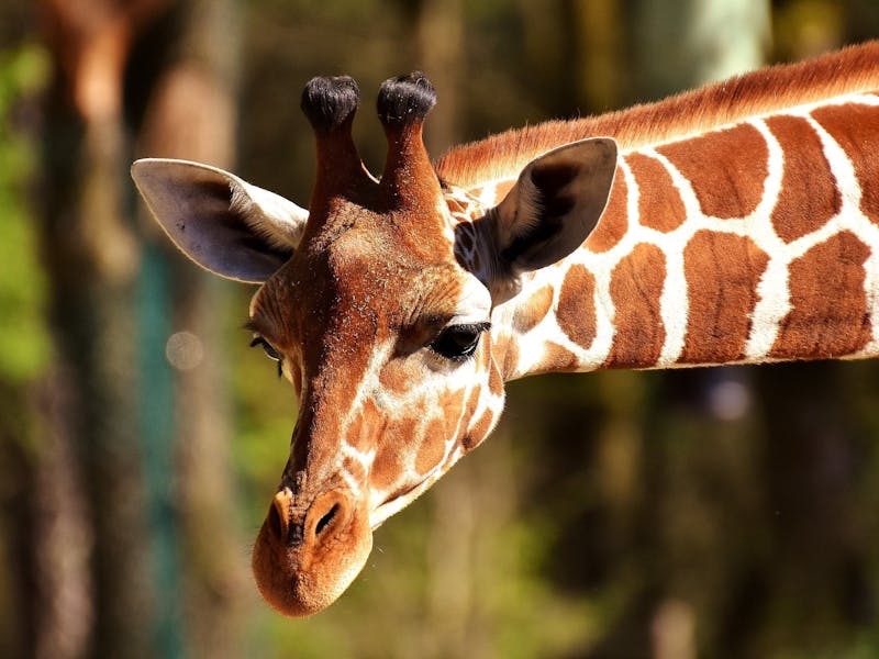 Giraffe head and neck in sharp focus