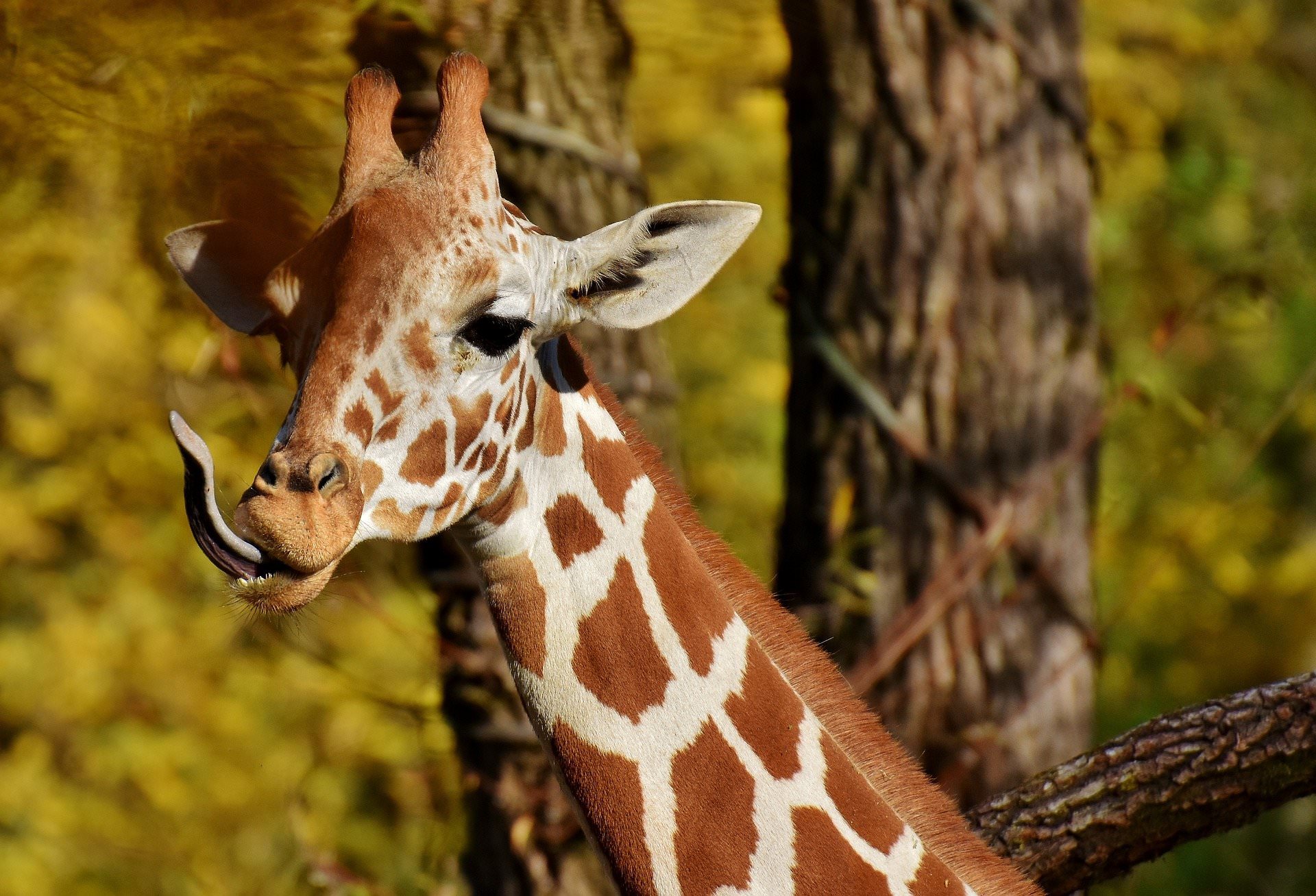 A giraffe with it's tongue sticking out