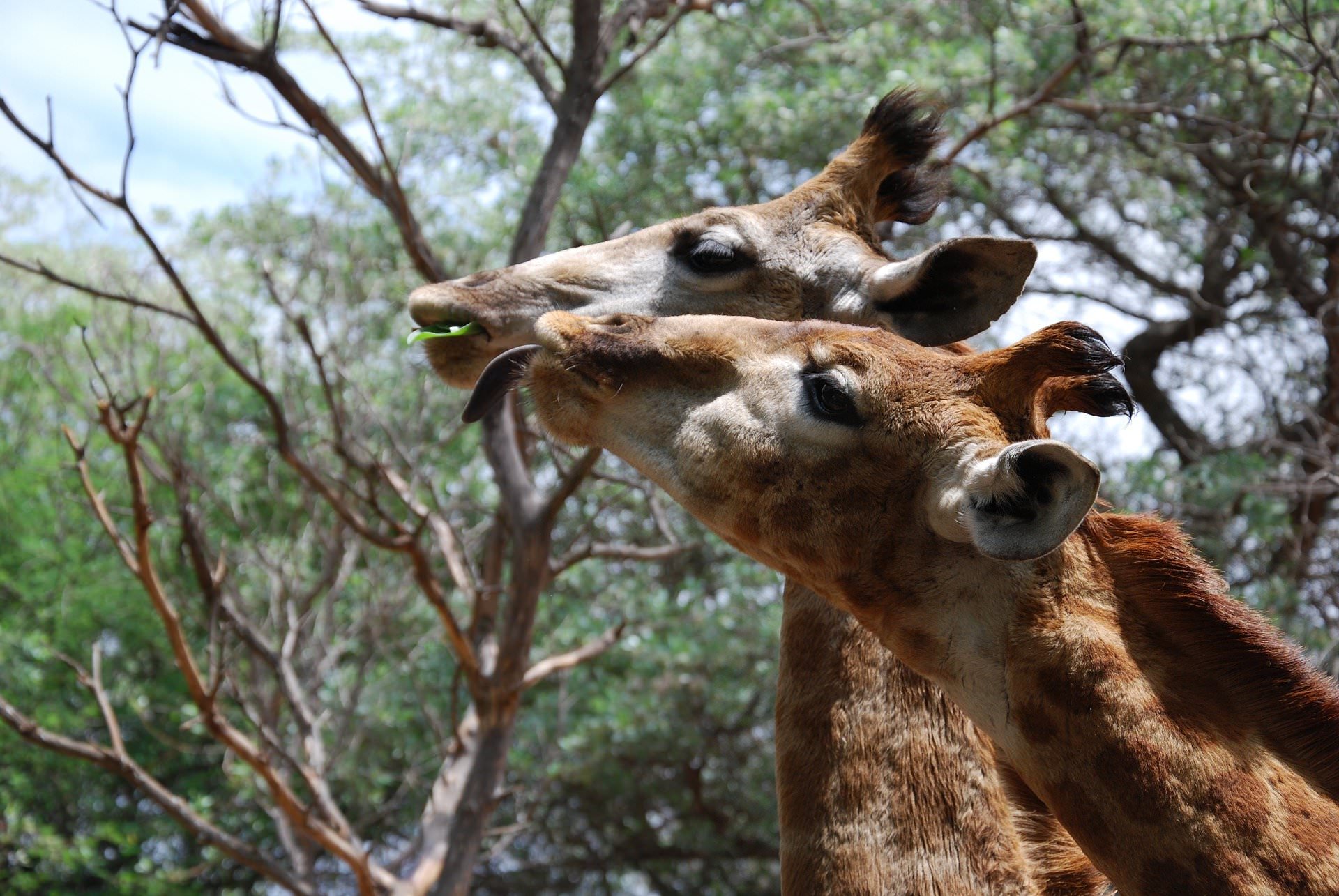 Two giraffe eating from a tree