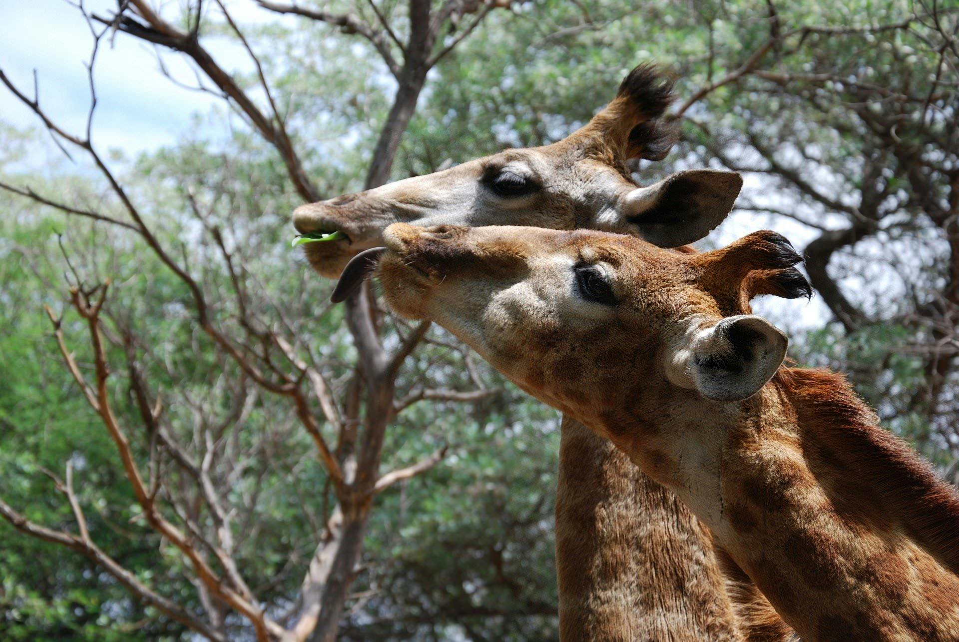 Two giraffe eating from a tree