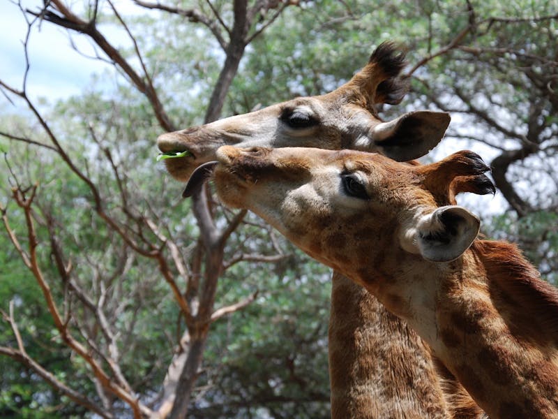 Two giraffe eating from a tree