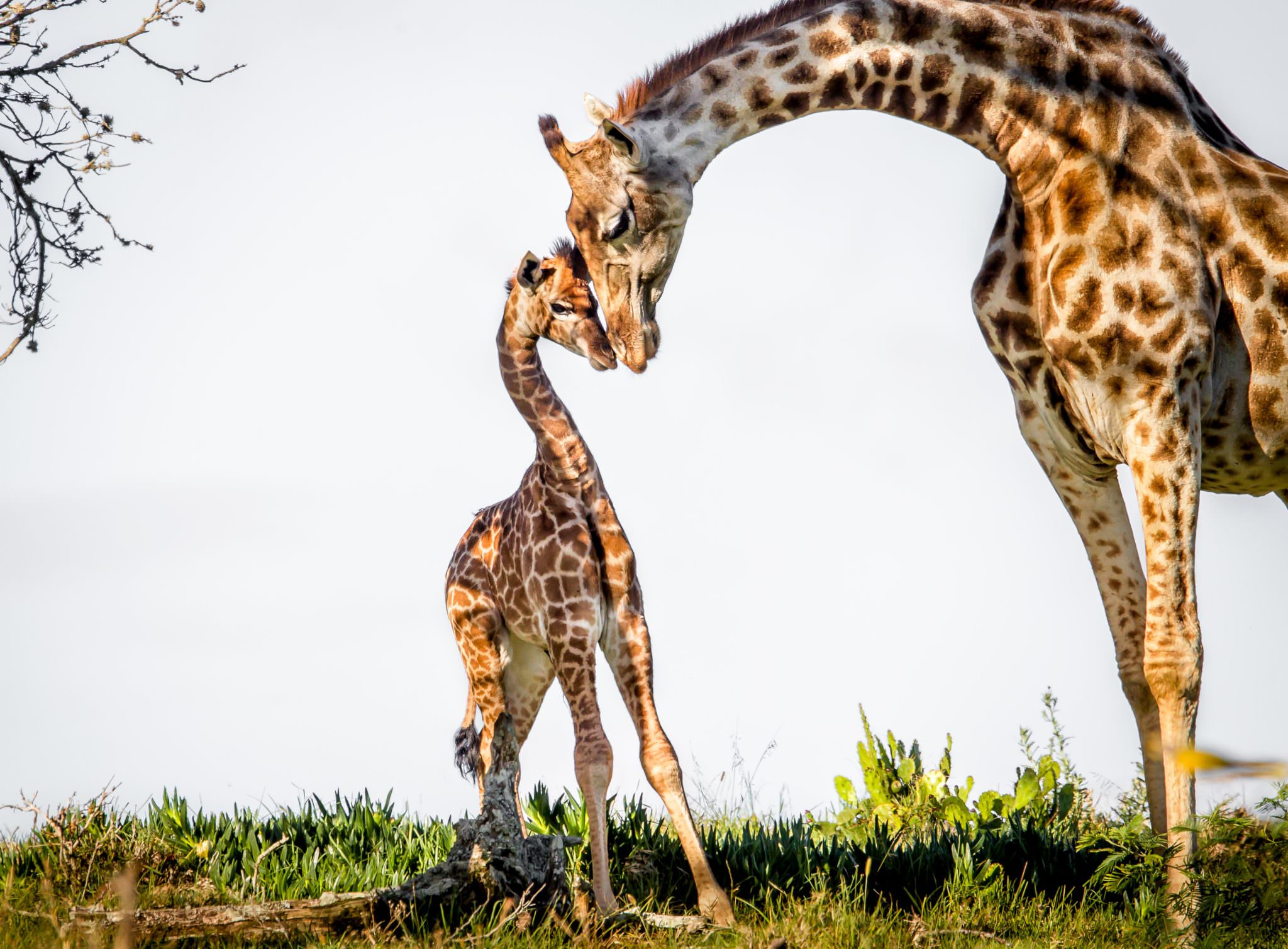A recently born giraffe attended by her mother