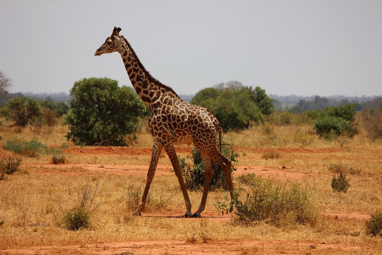A giraffe walking through the bush