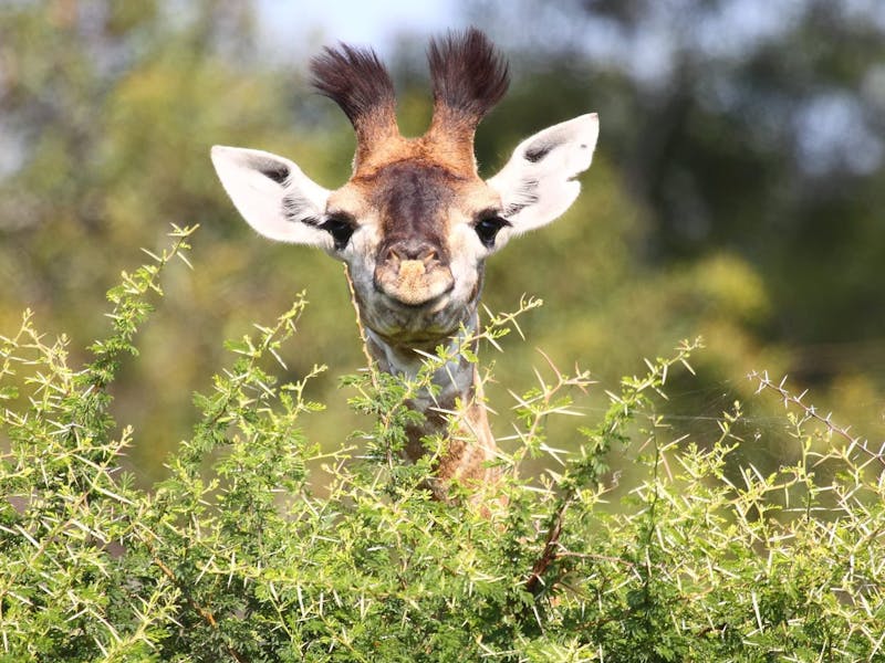 A baby giraffe peeks over a bush