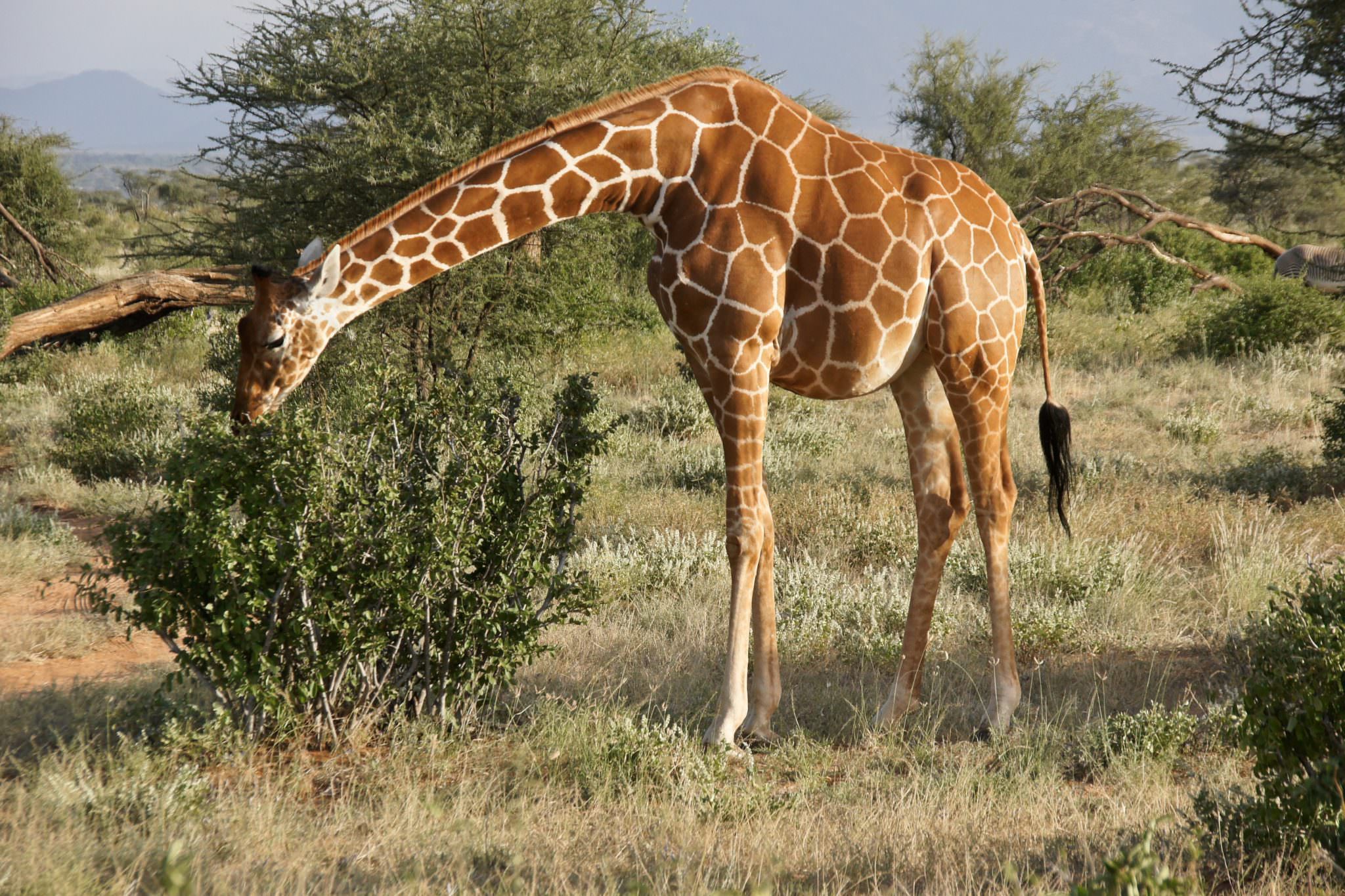 A pregnant giraffe