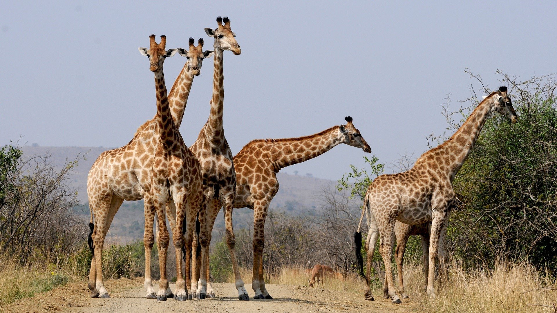 5 giraffe collected on a track in the African bush