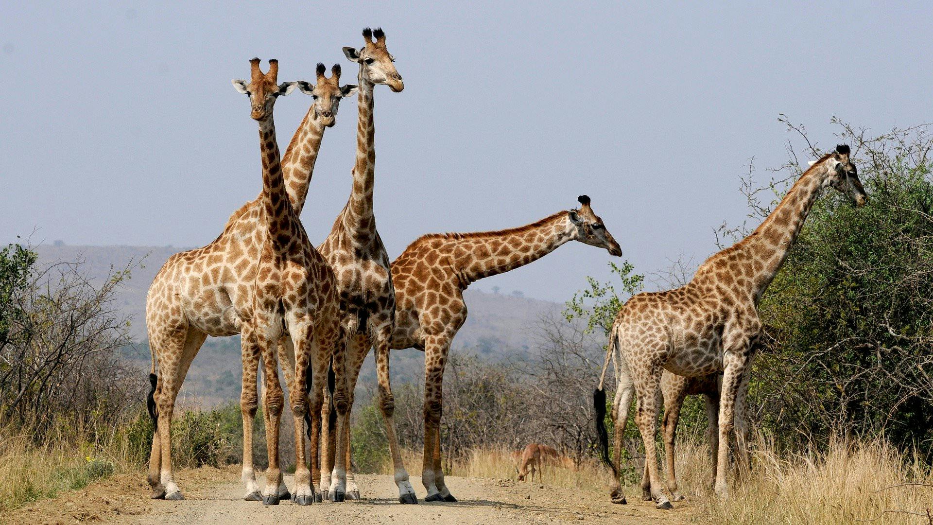 5 giraffe collected on a track in the African bush