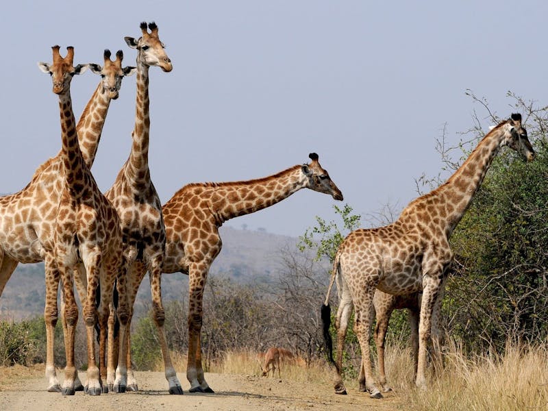 5 giraffe collected on a track in the African bush