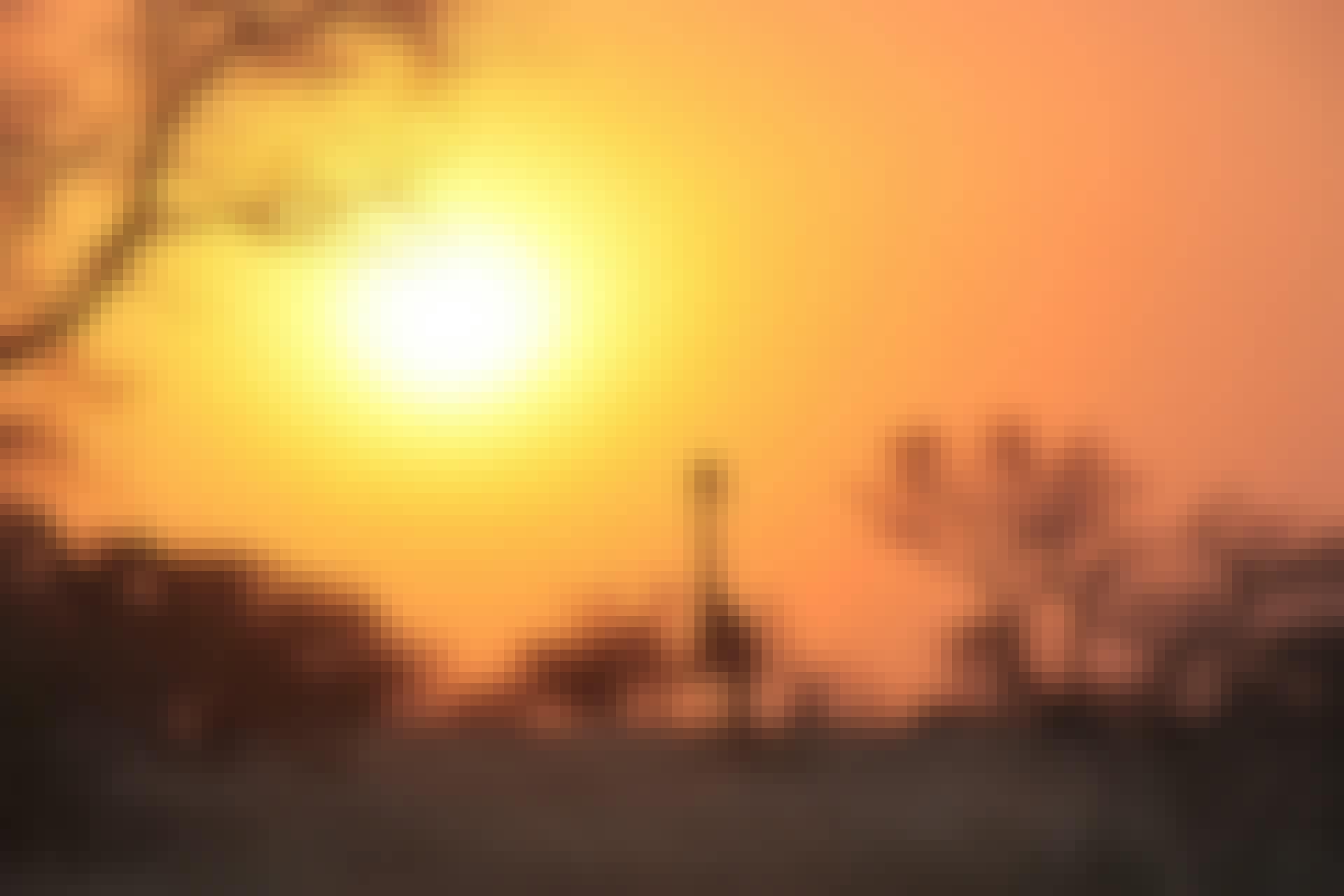 Giraffe silhouette at sunset