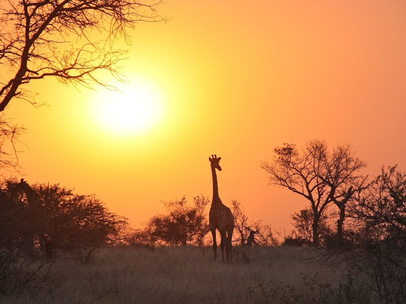 Giraffe silhouette at sunset