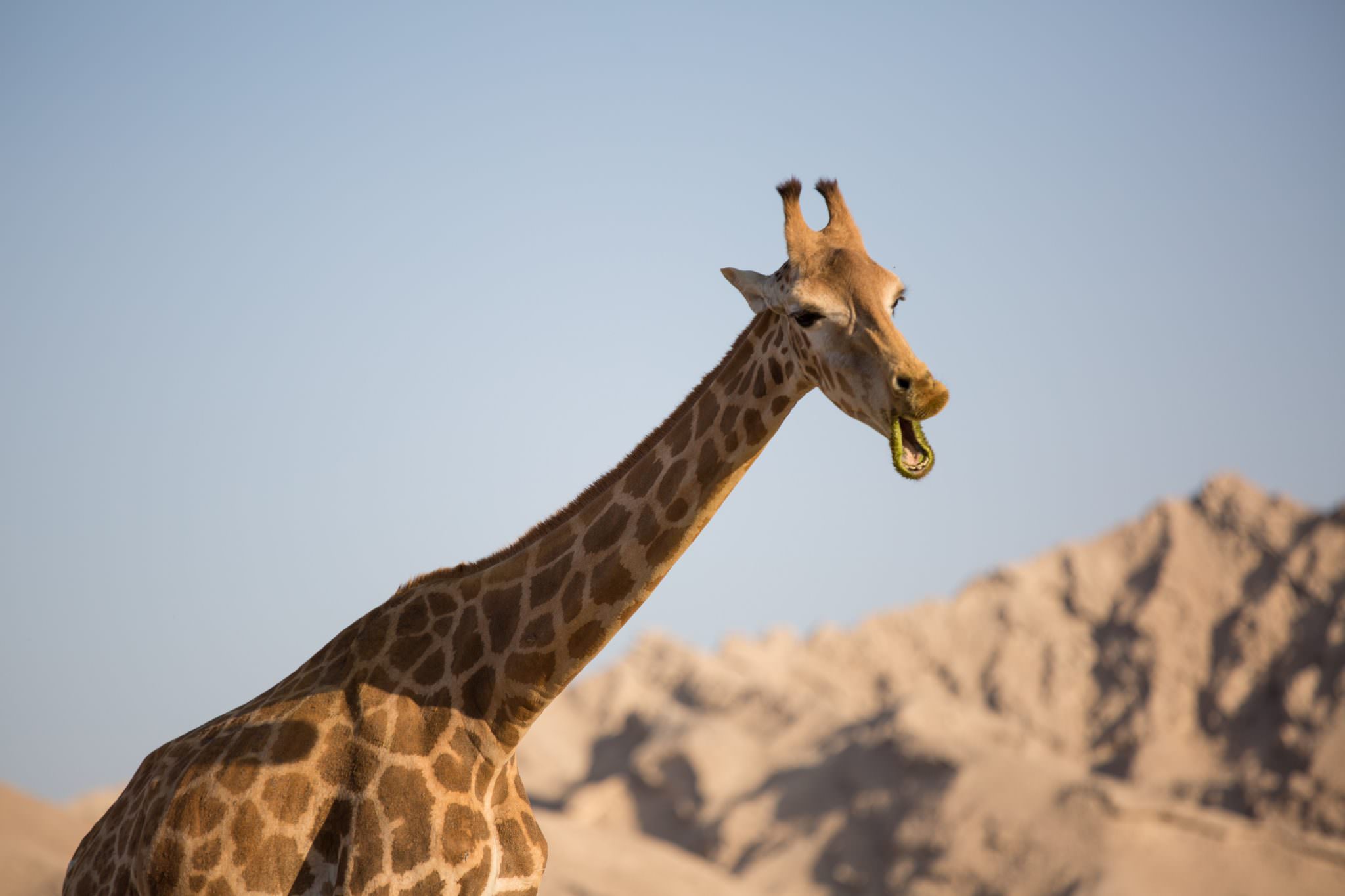 A giraffe, mouth open, making a noise…