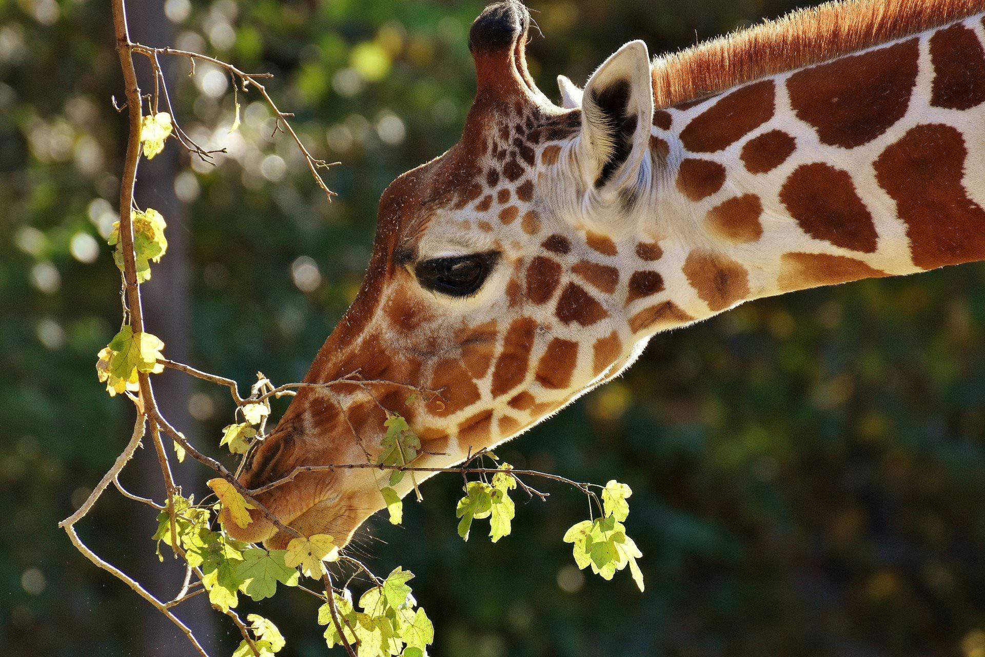 close up of a giraffe eating leaves from a tree