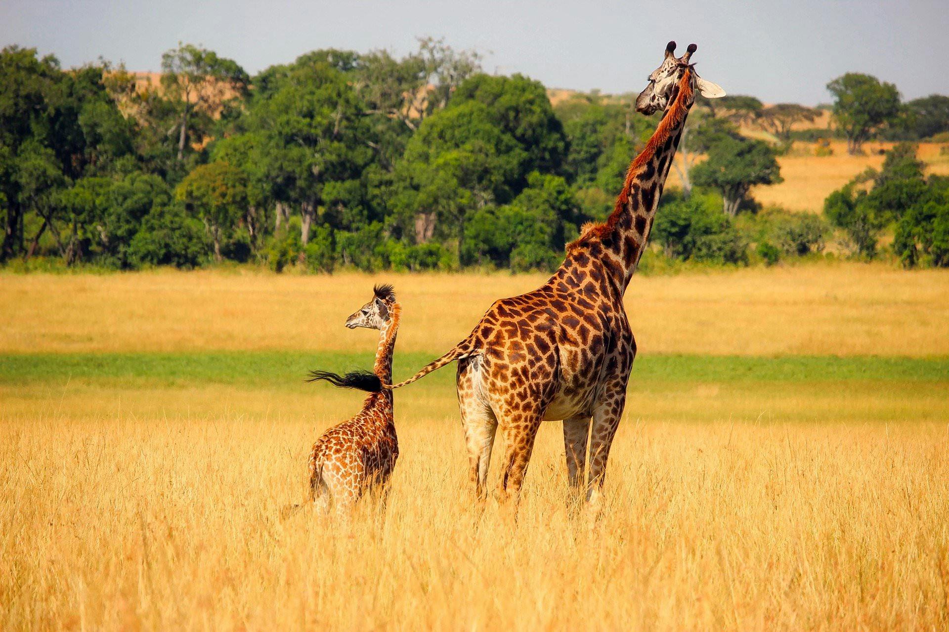 An old and a young giraffe stand together in the savannah