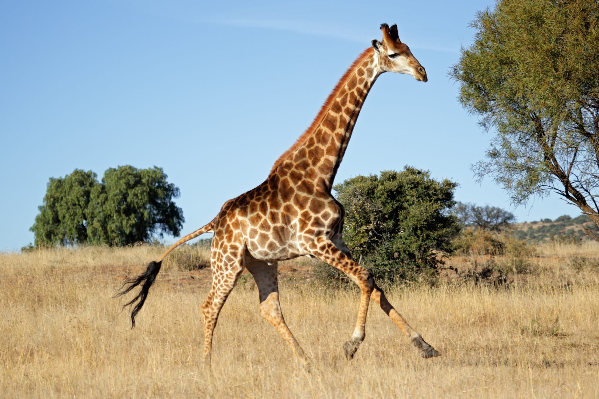 A giraffe running in the African bush