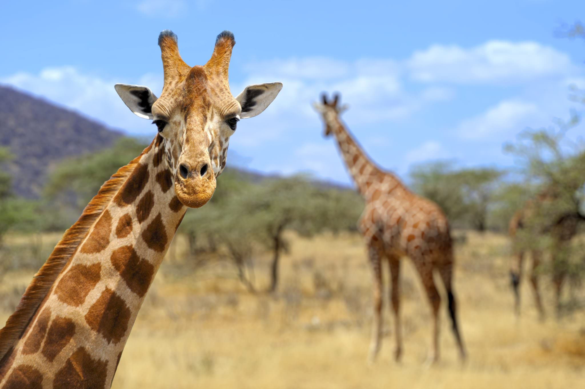 A giraffe looking directly at the camera with another out of focus in the distance