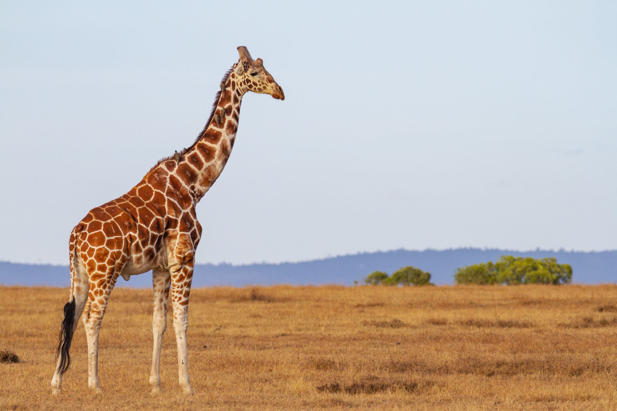 A lone, adult male giraffe