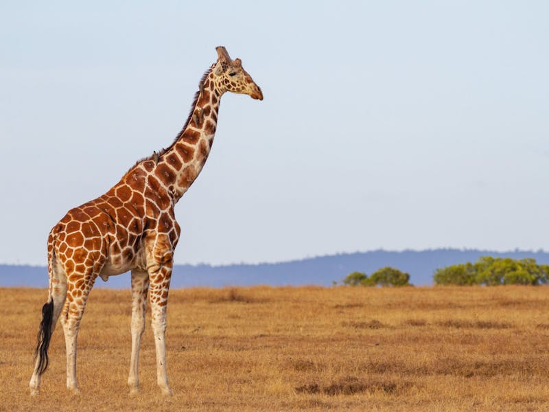 A lone, adult male giraffe