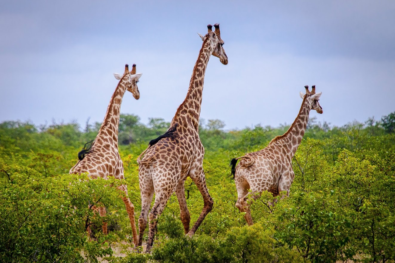 3 giraffe walk away from the camera through the African bush